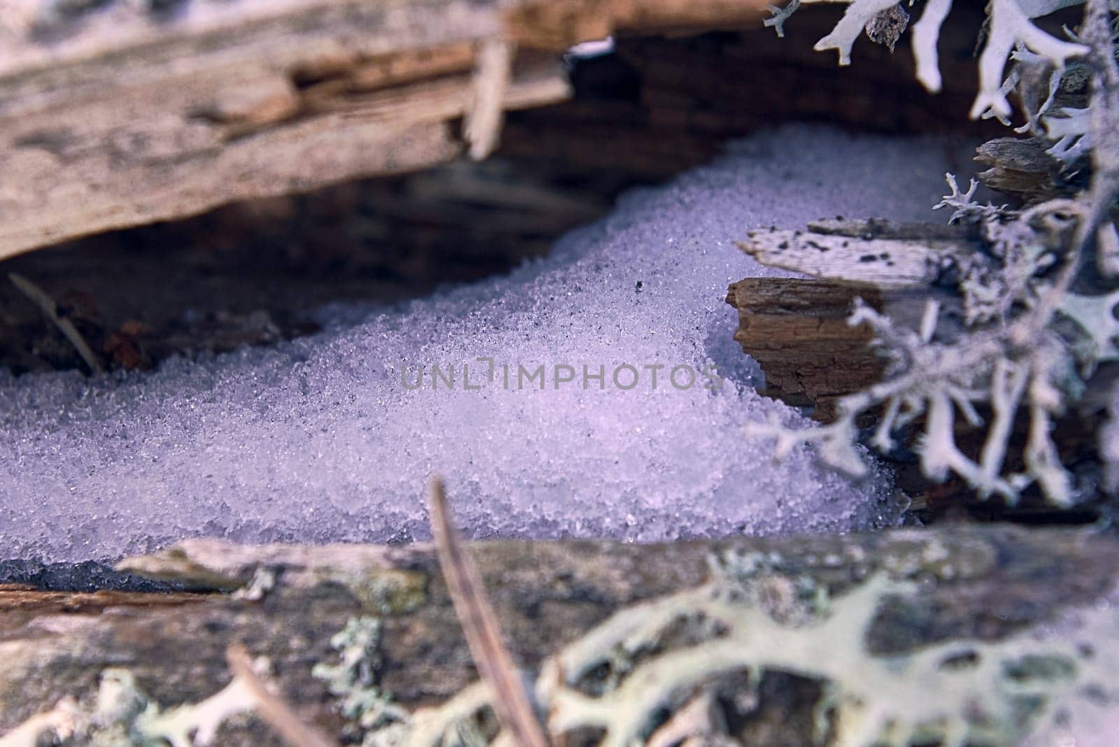 Detail of ice on wooden trunk with grass. out-of-focus background, , macro photography, lines, details, crystals, sun, light