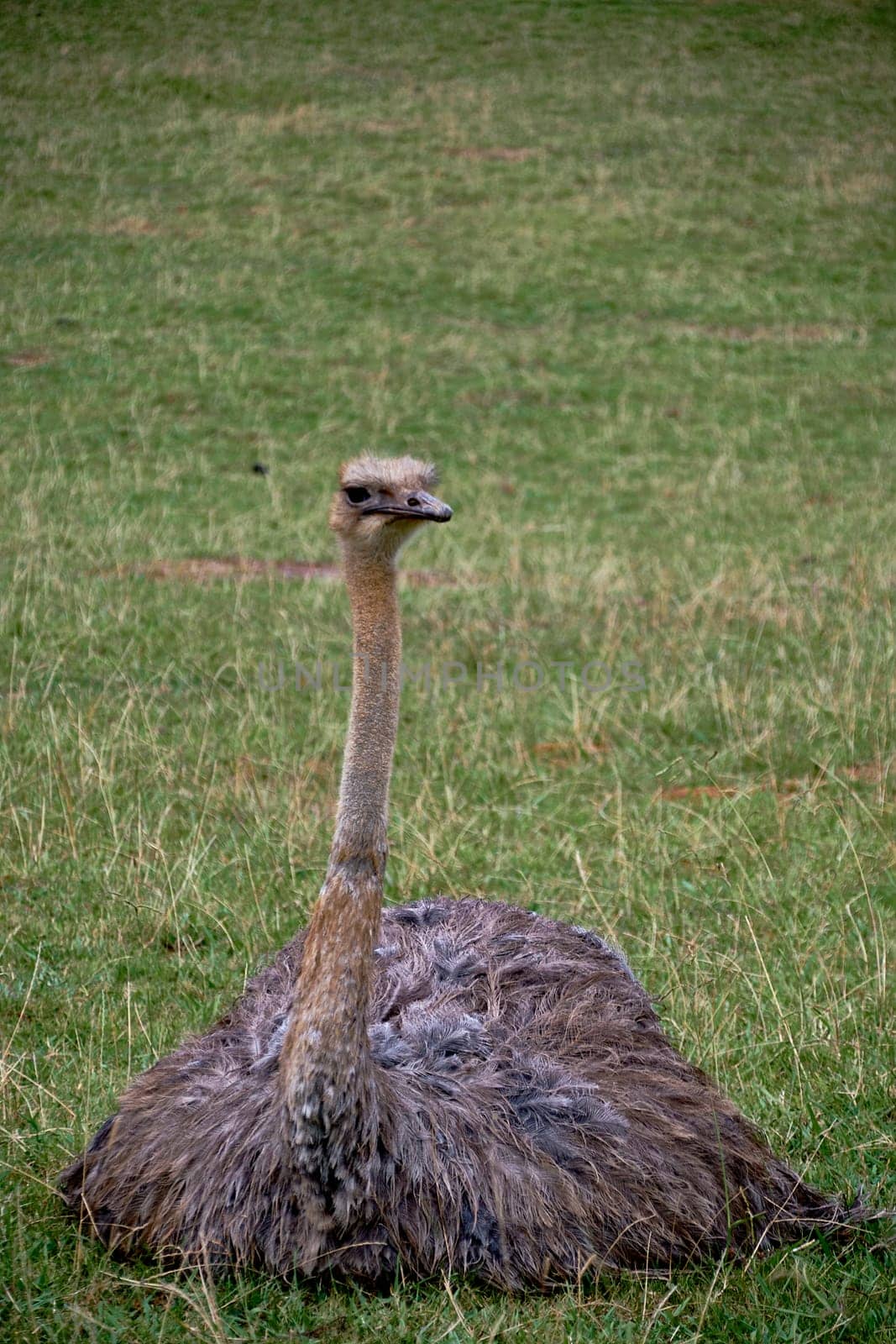 A solitary ostrich sitting in a meadow.Details , quietness, front view, grass, foliage, long neck beak
