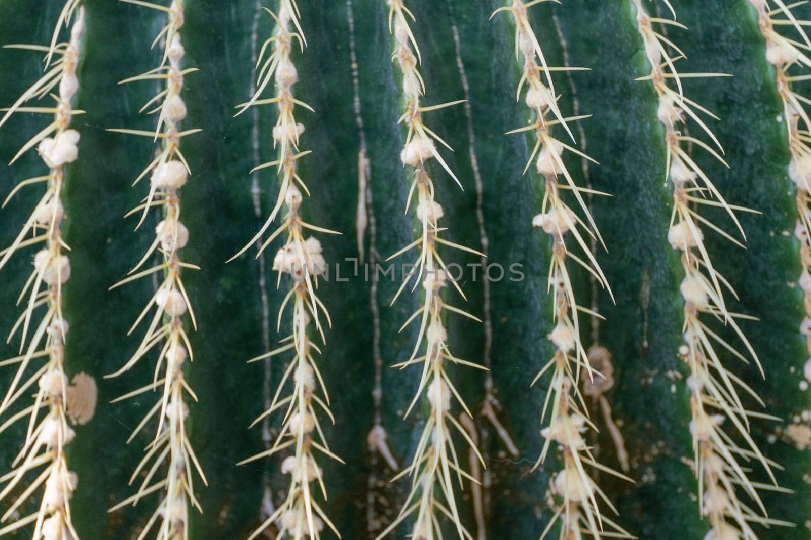 thorn cactus texture background, close up. Golden barrel cactus, golden ball or mother-in-law's cushion Echinocactus grusonii is a species of barrel cactus which is endemic to east-central Mexico.