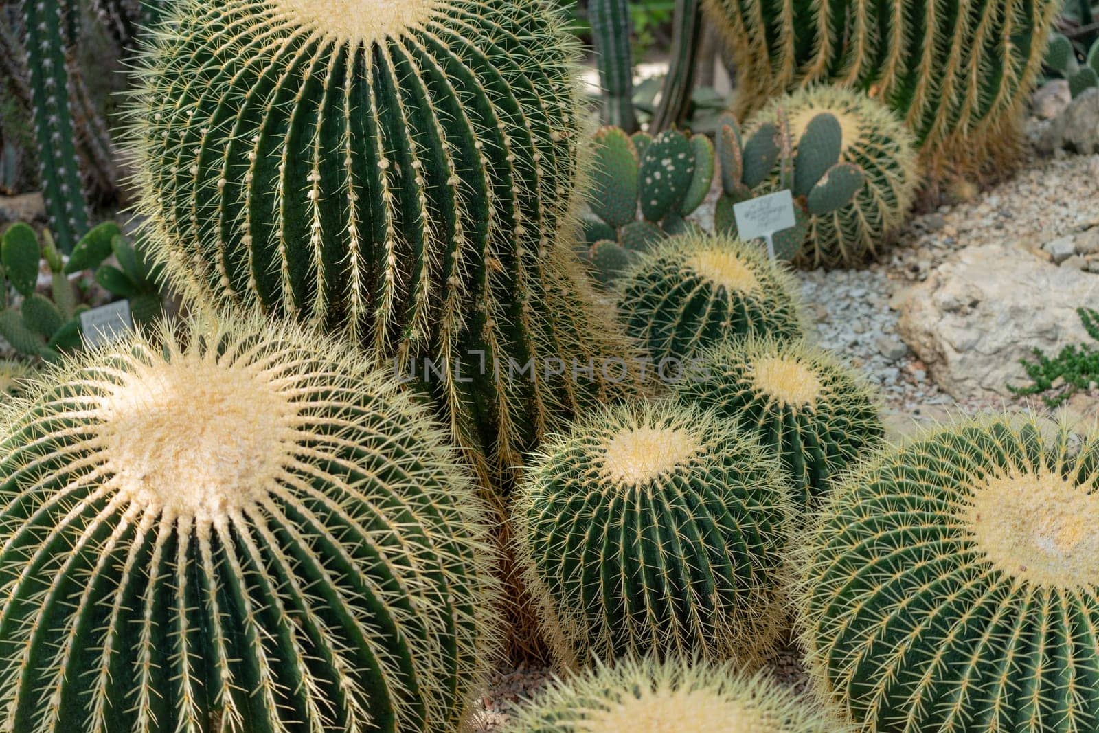 thorn cactus texture background, close up. Golden barrel cactus, golden ball or mother-in-law's cushion Echinocactus grusonii is a species of barrel cactus which is endemic to east-central Mexico by Matiunina