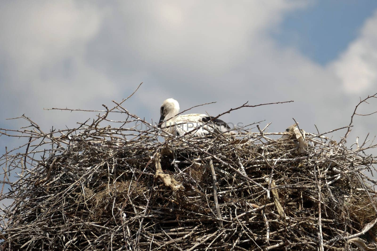 natural stork nest and baby stork lying in it, by nhatipoglu