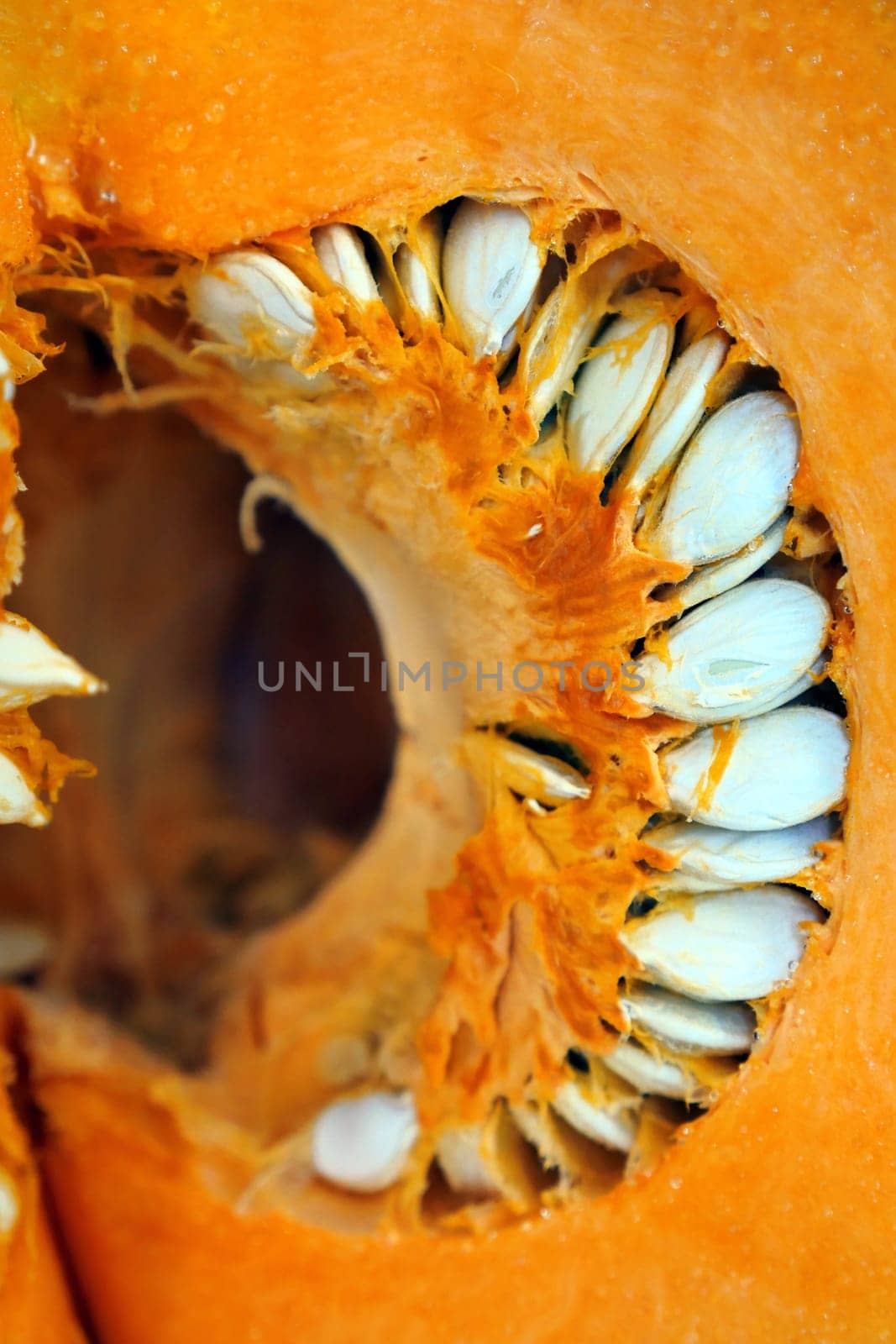 new pumpkin seeds, pumpkin seed kernels, organic pumpkin, by nhatipoglu