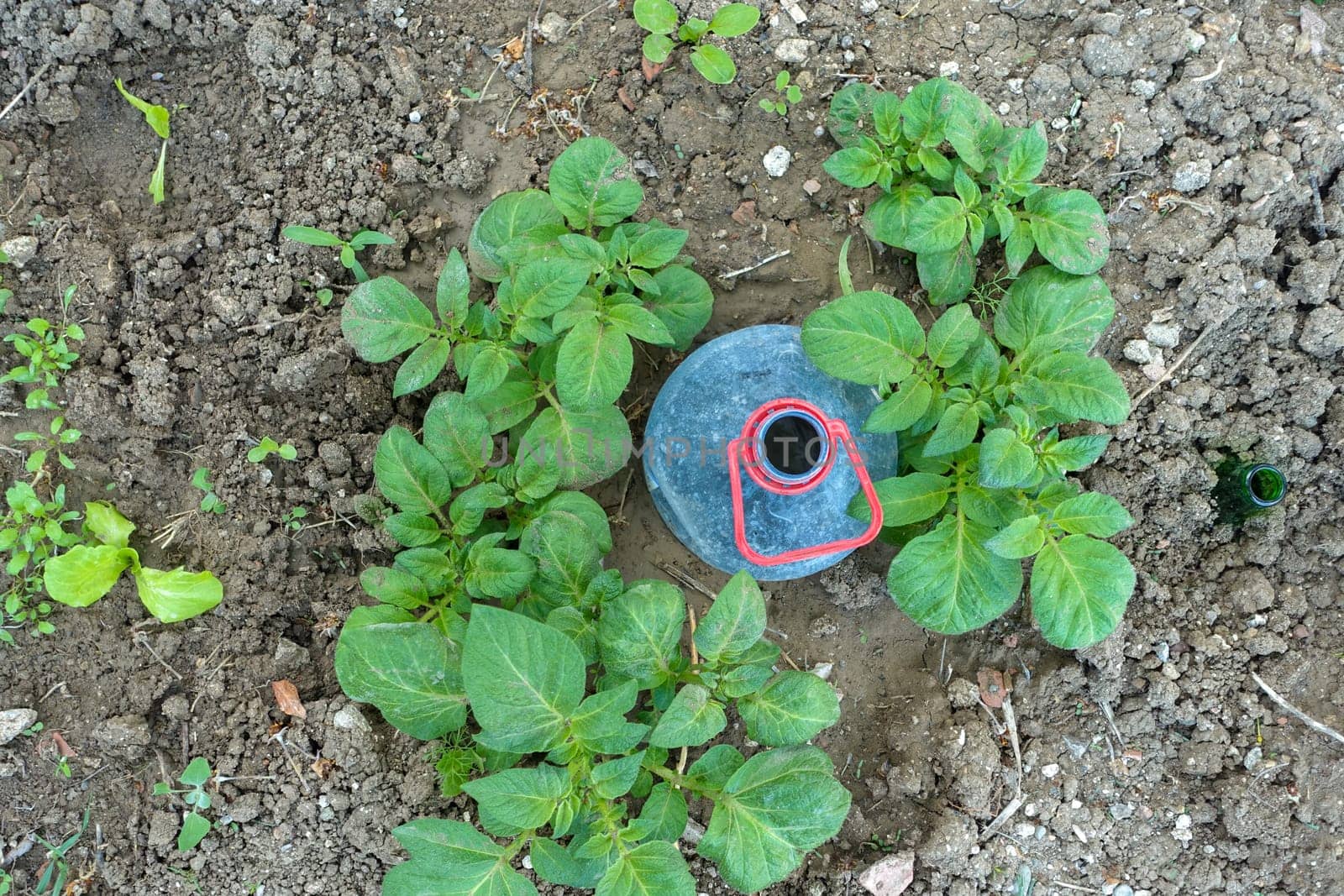 Potato cultivation using large pet bottles, potato cultivation by irrigating pet bottles, by nhatipoglu