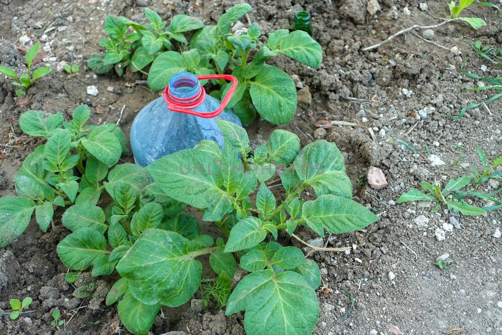 Potato cultivation using large pet bottles, potato cultivation by irrigating pet bottles,
