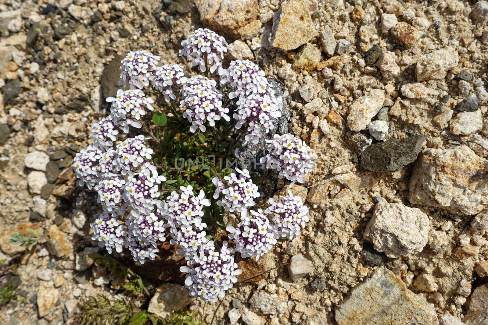 Different flowers, natural flowers that grow and grow among the Stones by nhatipoglu