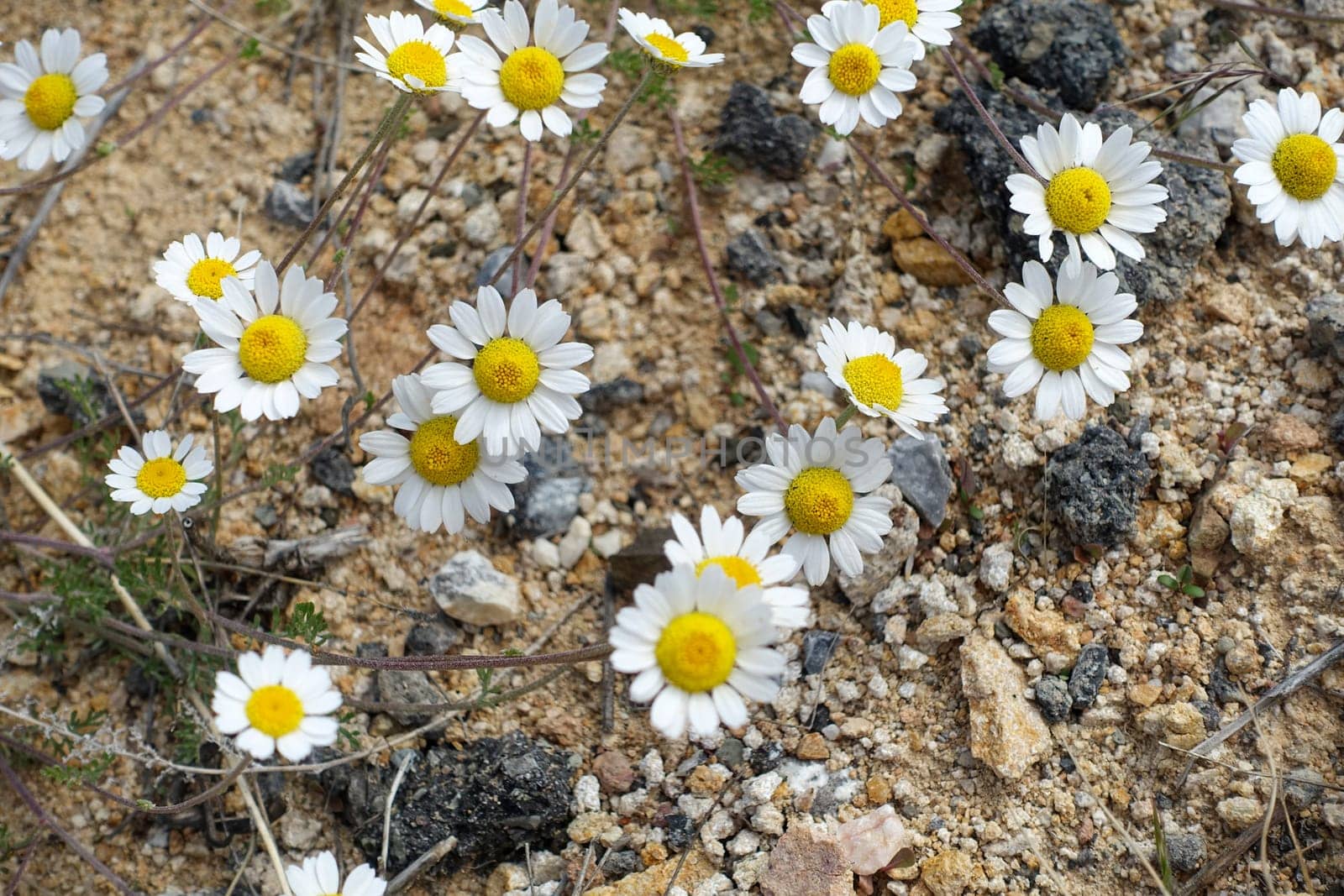 Natural chamomile flowers for chamomile tea,