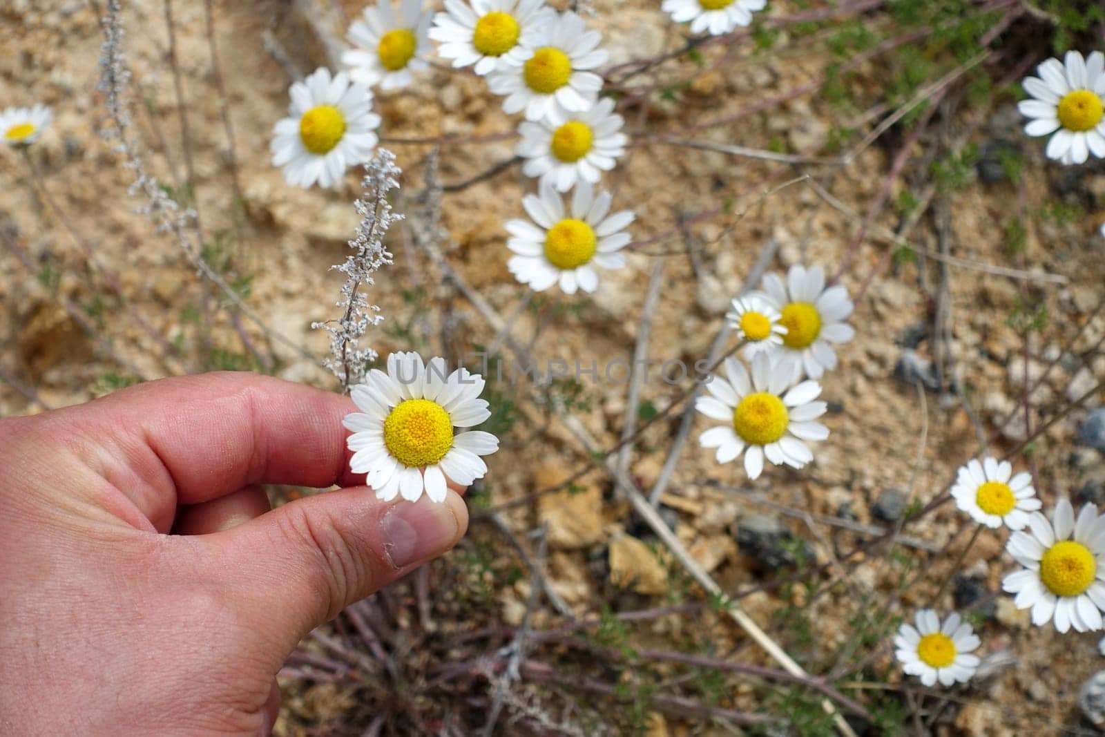 A person has a daisy flower in his hand, a person who breaks the leaves of chamomile flowers,