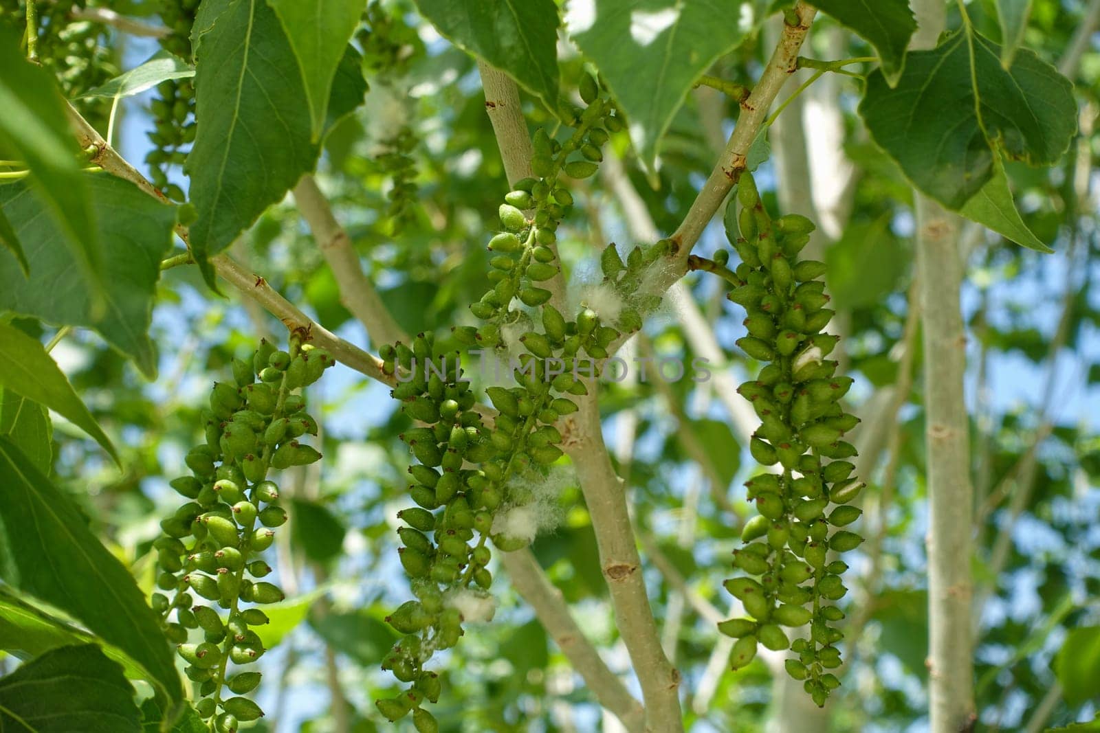 Poplar tree cotton causing allergies in humans, poplar tree cotton flying in the air, by nhatipoglu