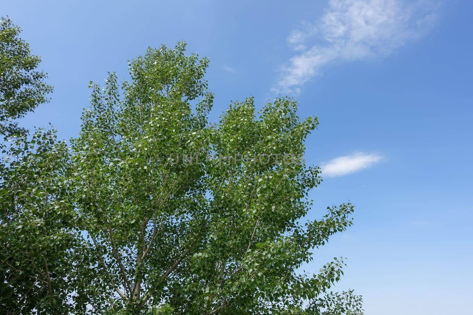 Poplar tree cotton causing allergies in humans, poplar tree cotton flying in the air, by nhatipoglu