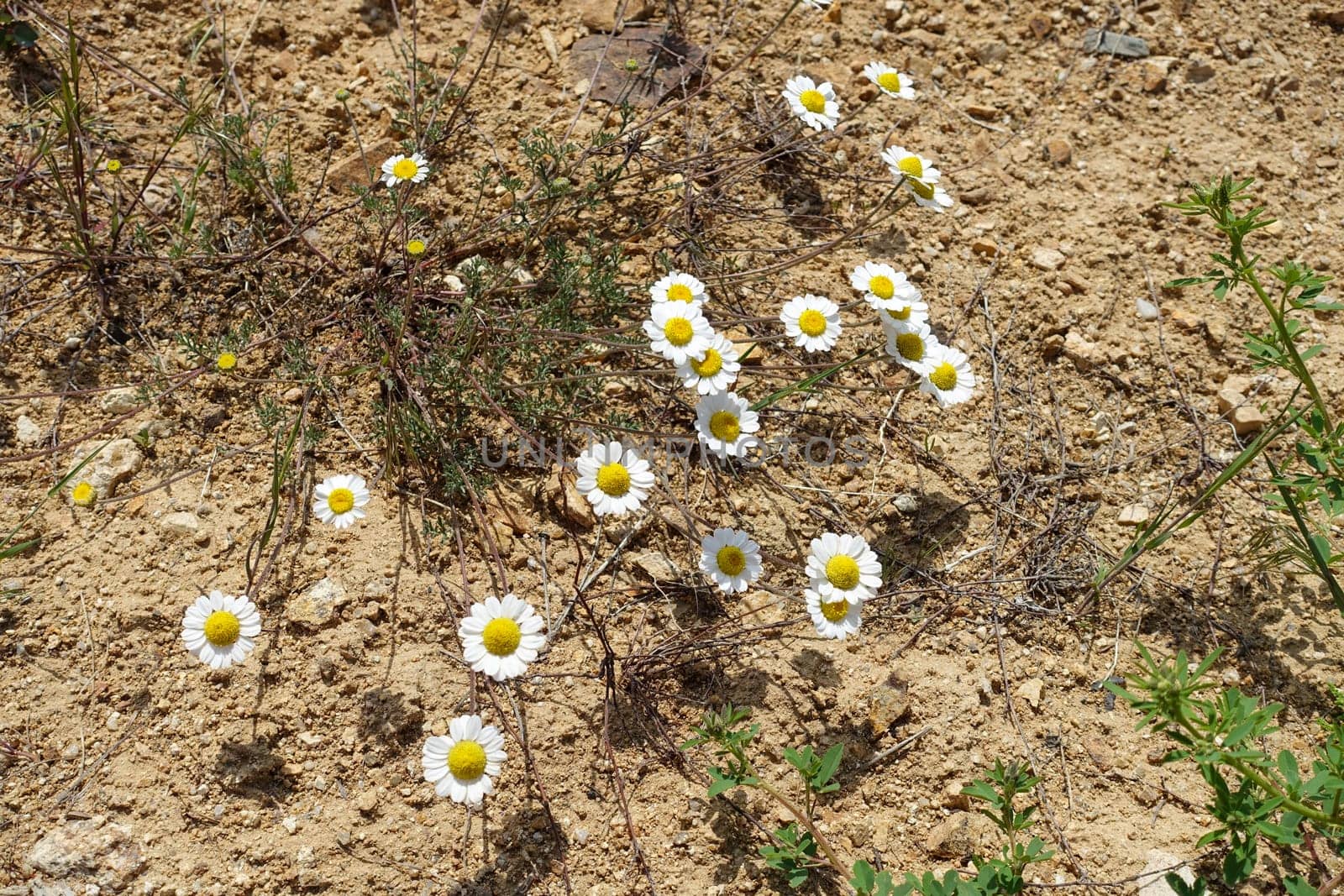 Medical chamomile plants grown in a natural environment, close -up of chamomile flowers in spring,