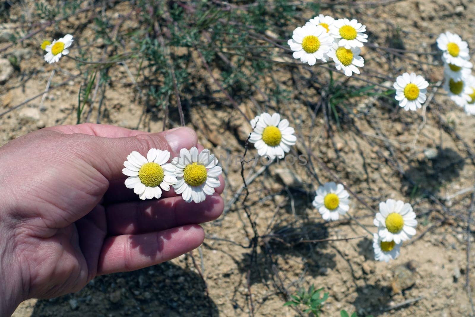 A person has a daisy flower in his hand, a person who breaks the leaves of chamomile flowers,