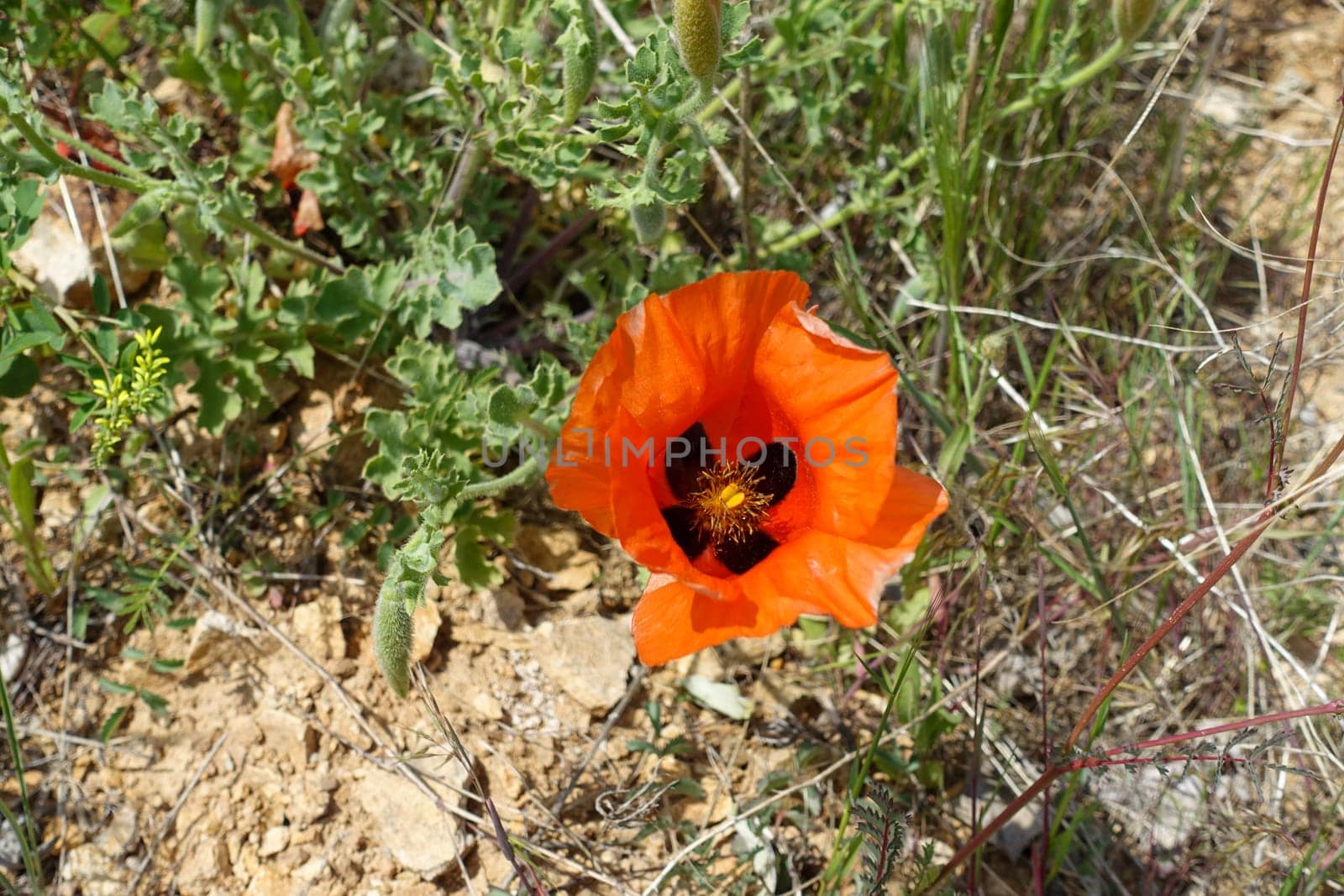 The newly blooming poppy flower in nature, a person touches the poppy flower,