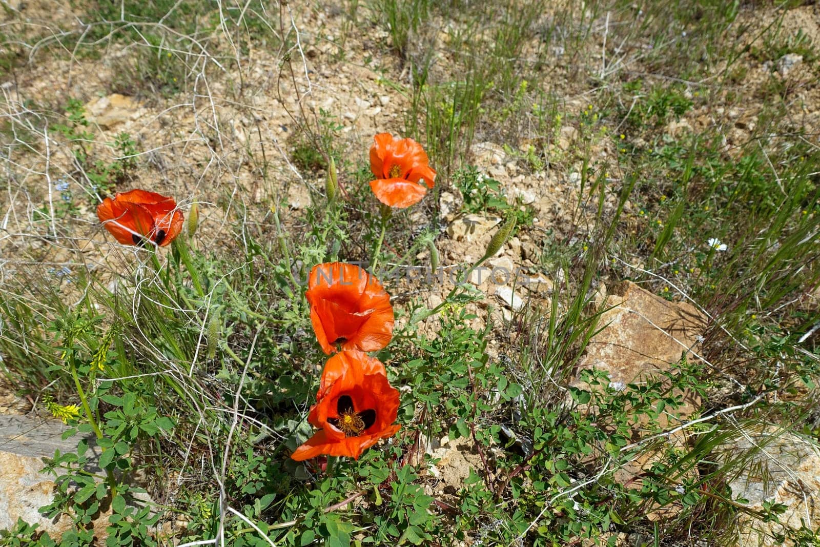 The newly blooming poppy flower in nature, a person touches the poppy flower, by nhatipoglu