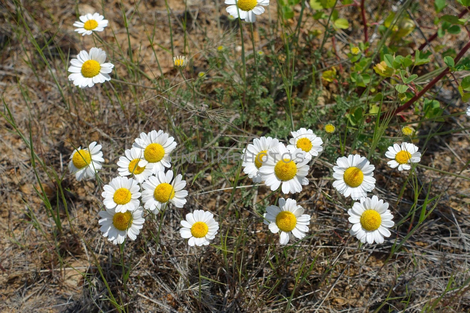 Medical chamomile plants grown in a natural environment, close -up of chamomile flowers in spring,