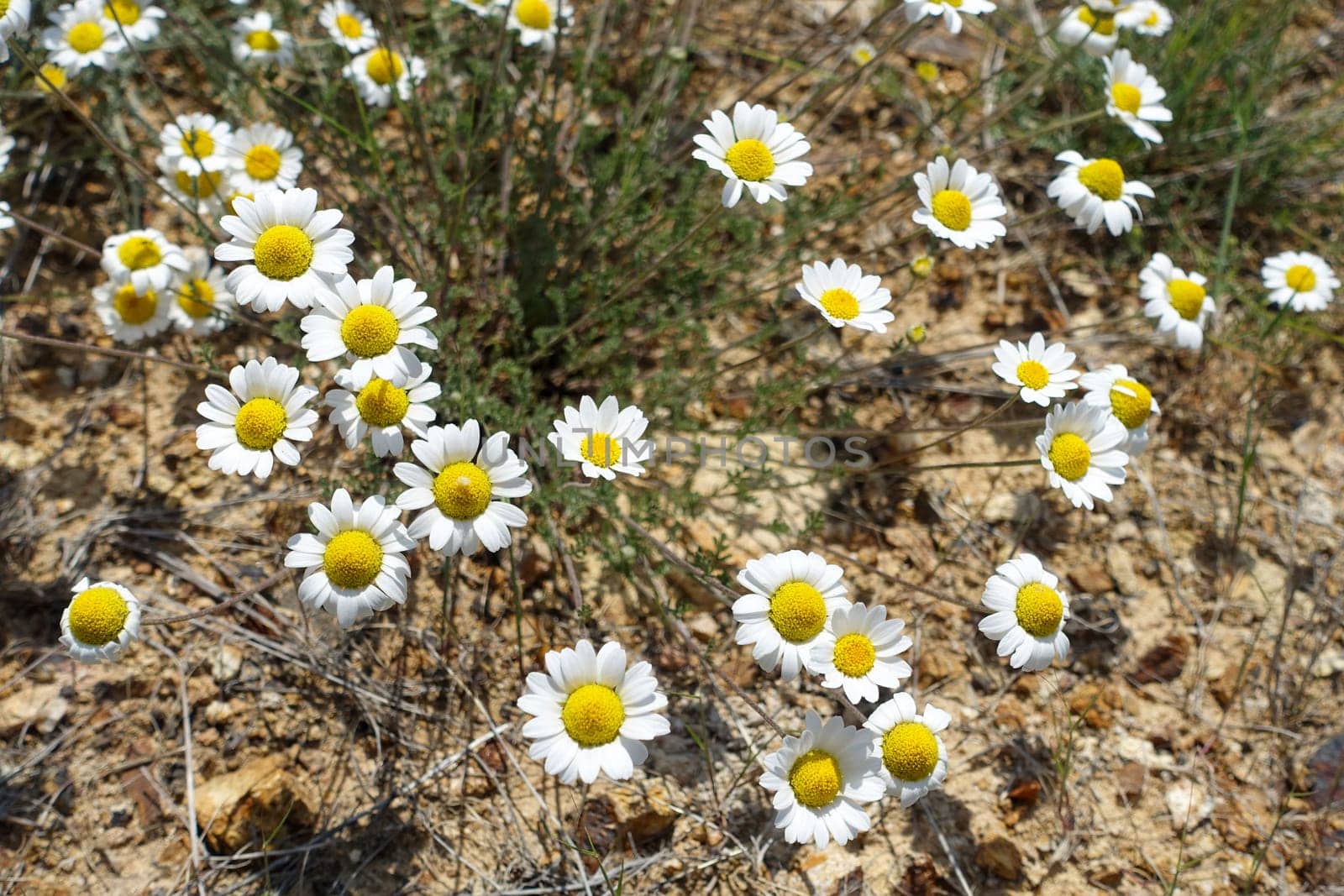 Medical chamomile plants grown in a natural environment, close -up of chamomile flowers in spring, by nhatipoglu