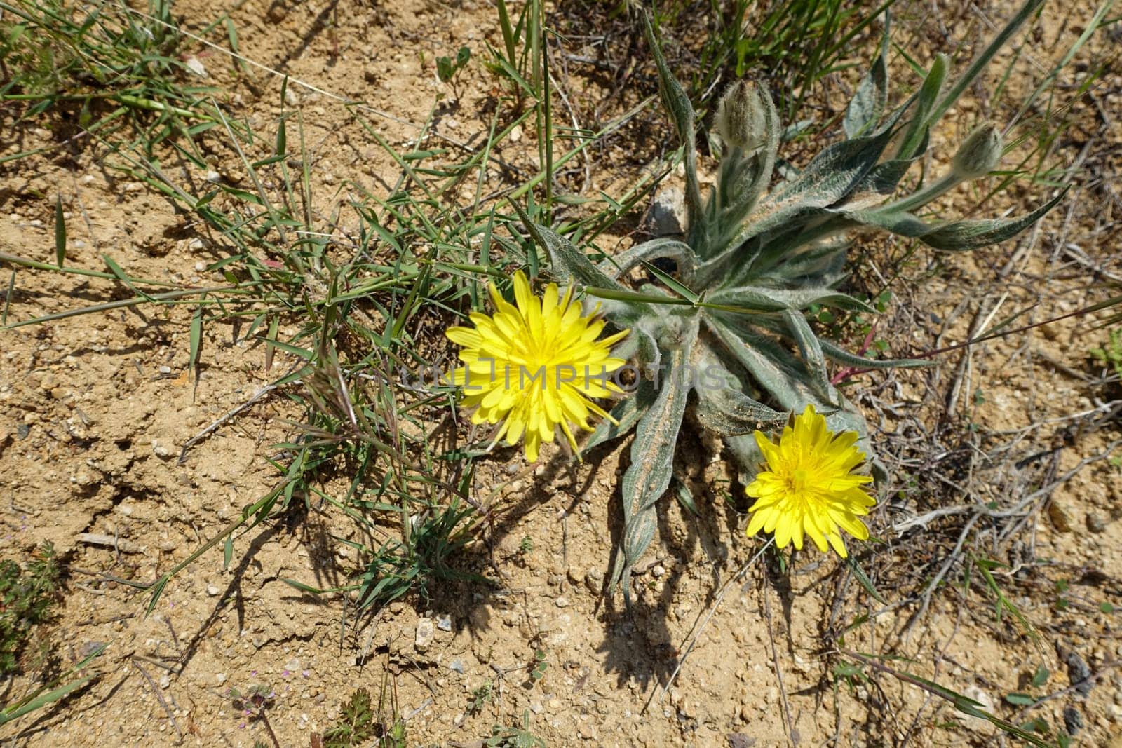 Dandelion flower, new blooming in nature, yellow flowering dandelion plant,