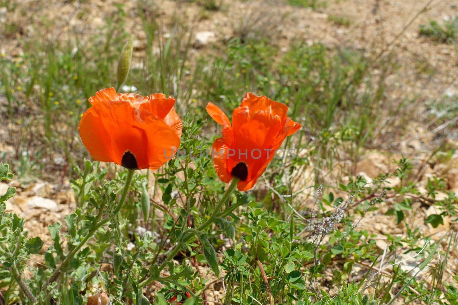 Poppy flowers, new blooming in nature, red -black poppy flowers,