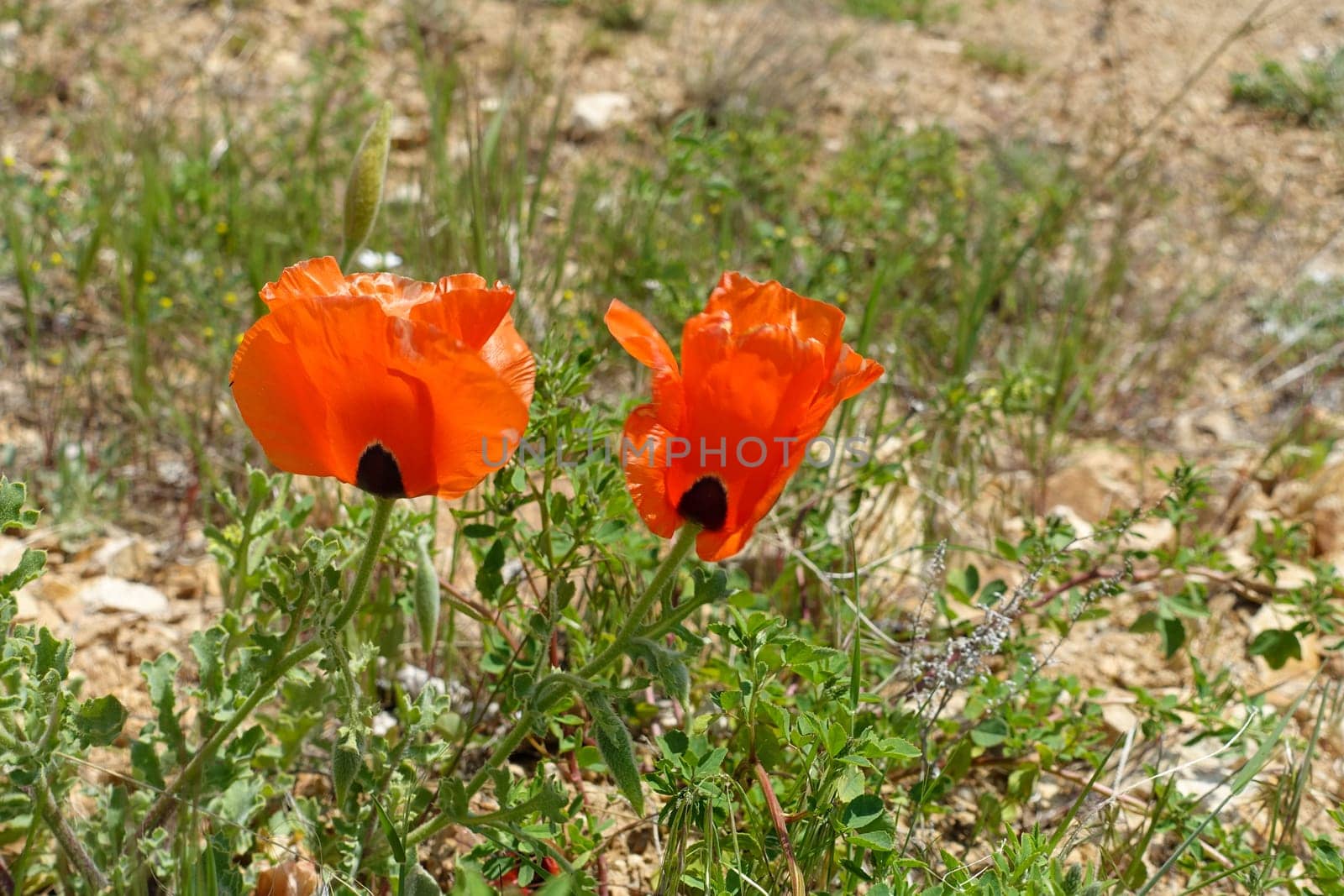 Poppy flowers, new blooming in nature, red -black poppy flowers, by nhatipoglu