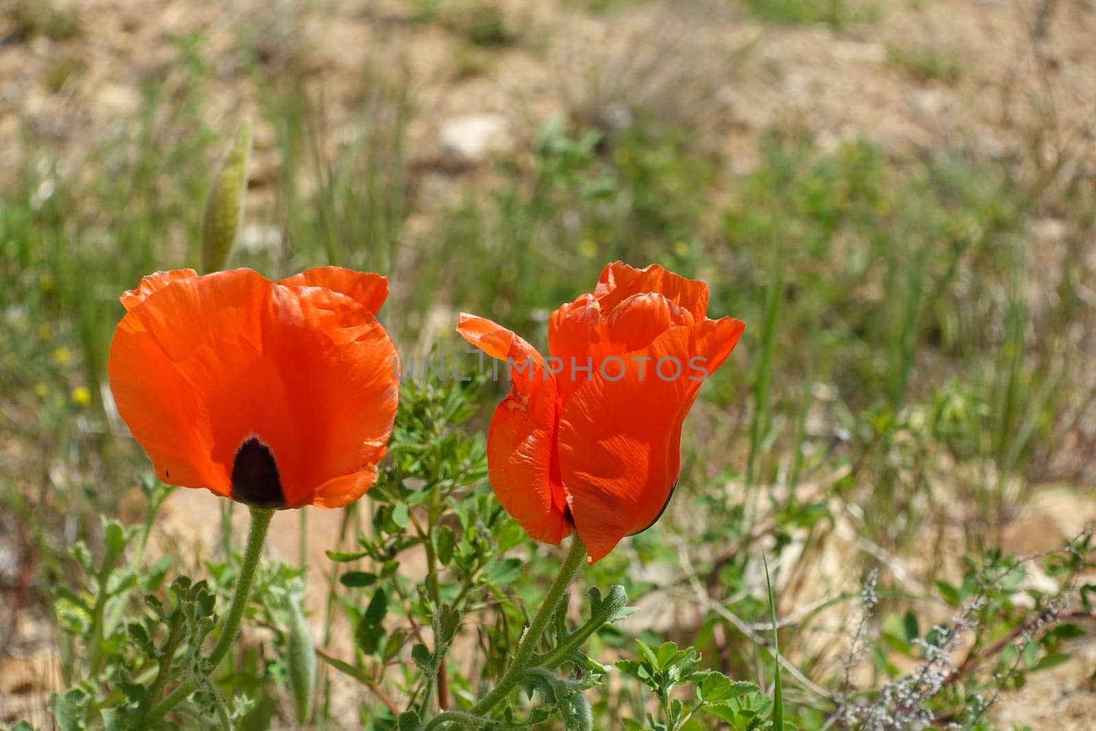 Poppy flowers, new blooming in nature, red -black poppy flowers, by nhatipoglu