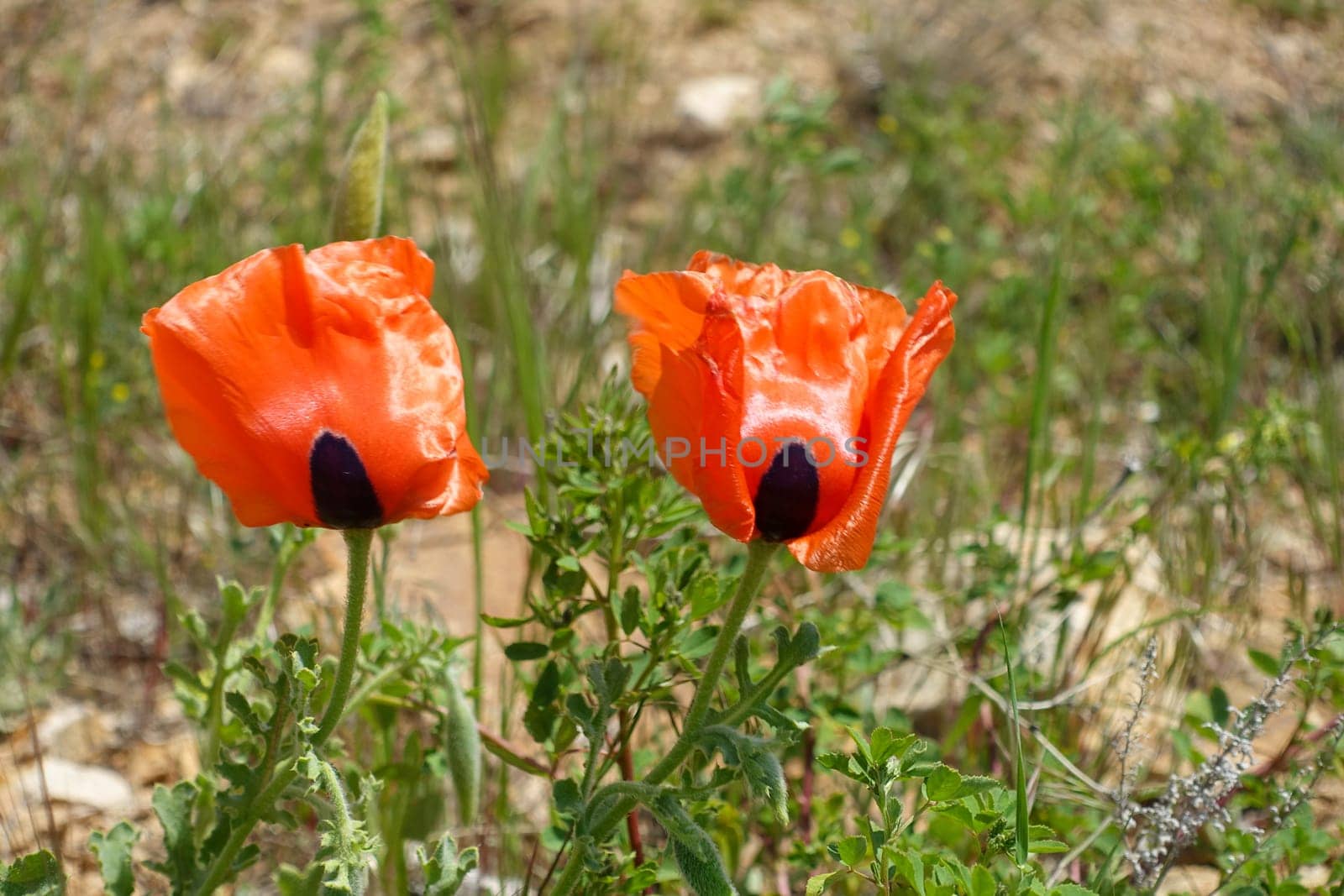 Poppy flowers, new blooming in nature, red -black poppy flowers, by nhatipoglu