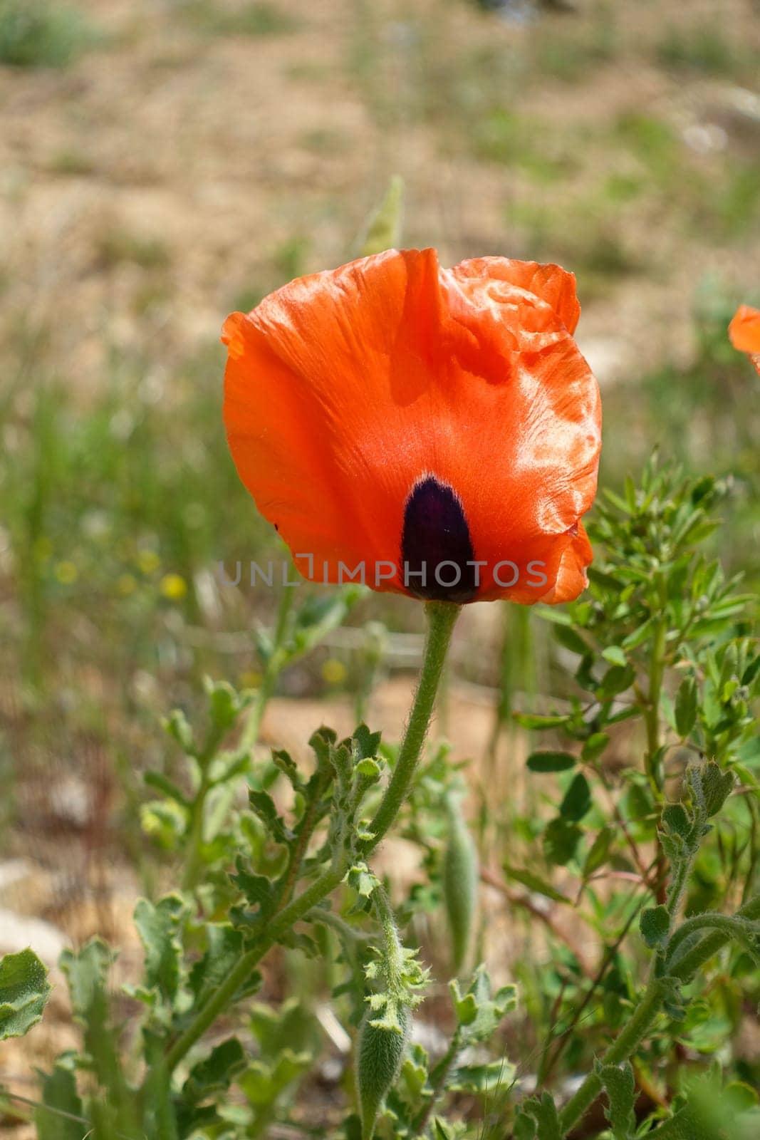 Poppy flowers, new blooming in nature, red -black poppy flowers,