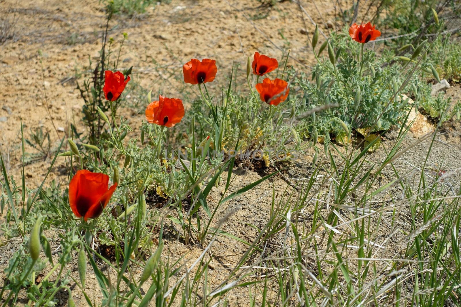 Poppy flowers, new blooming in nature, red -black poppy flowers,