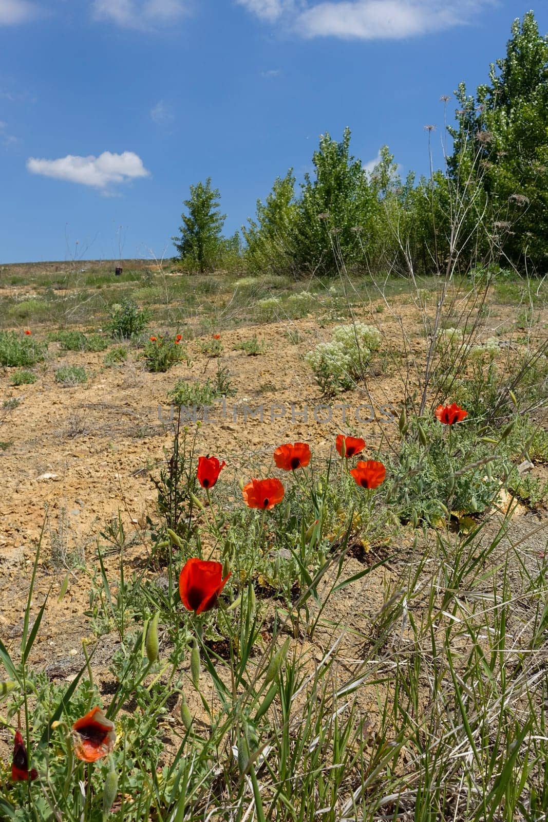 red -black poppy flowers, The newly blooming poppy flower in nature,