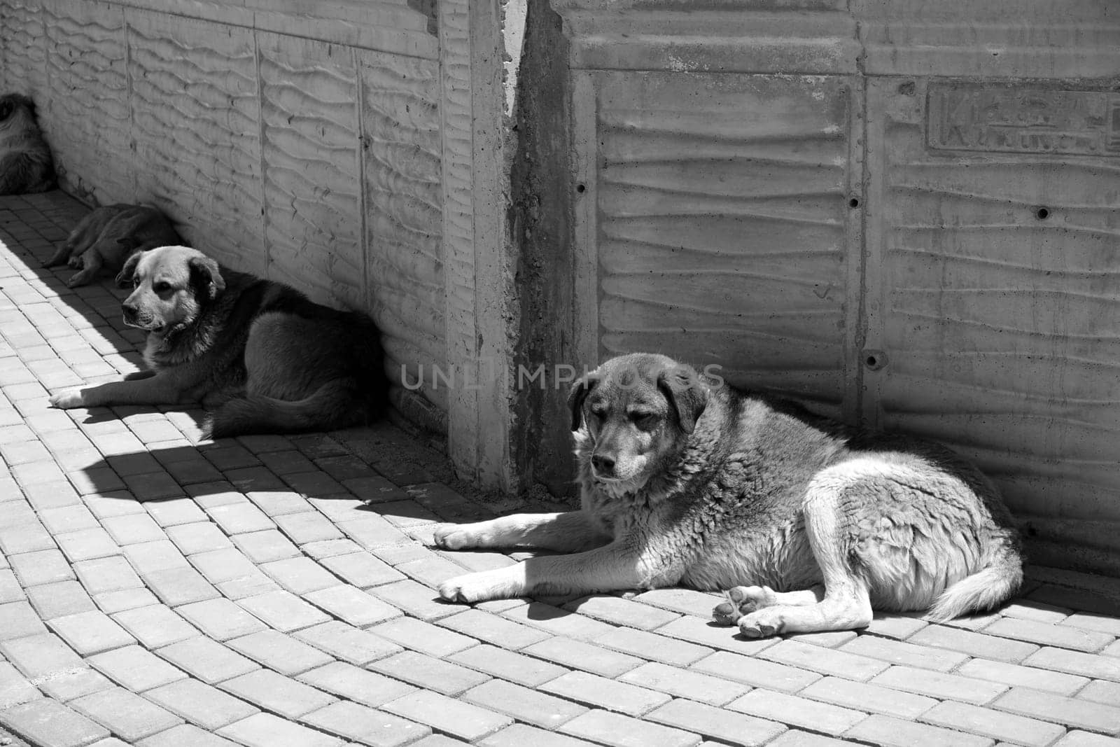 stray dogs lying on street pavements, stray dogs in the city,