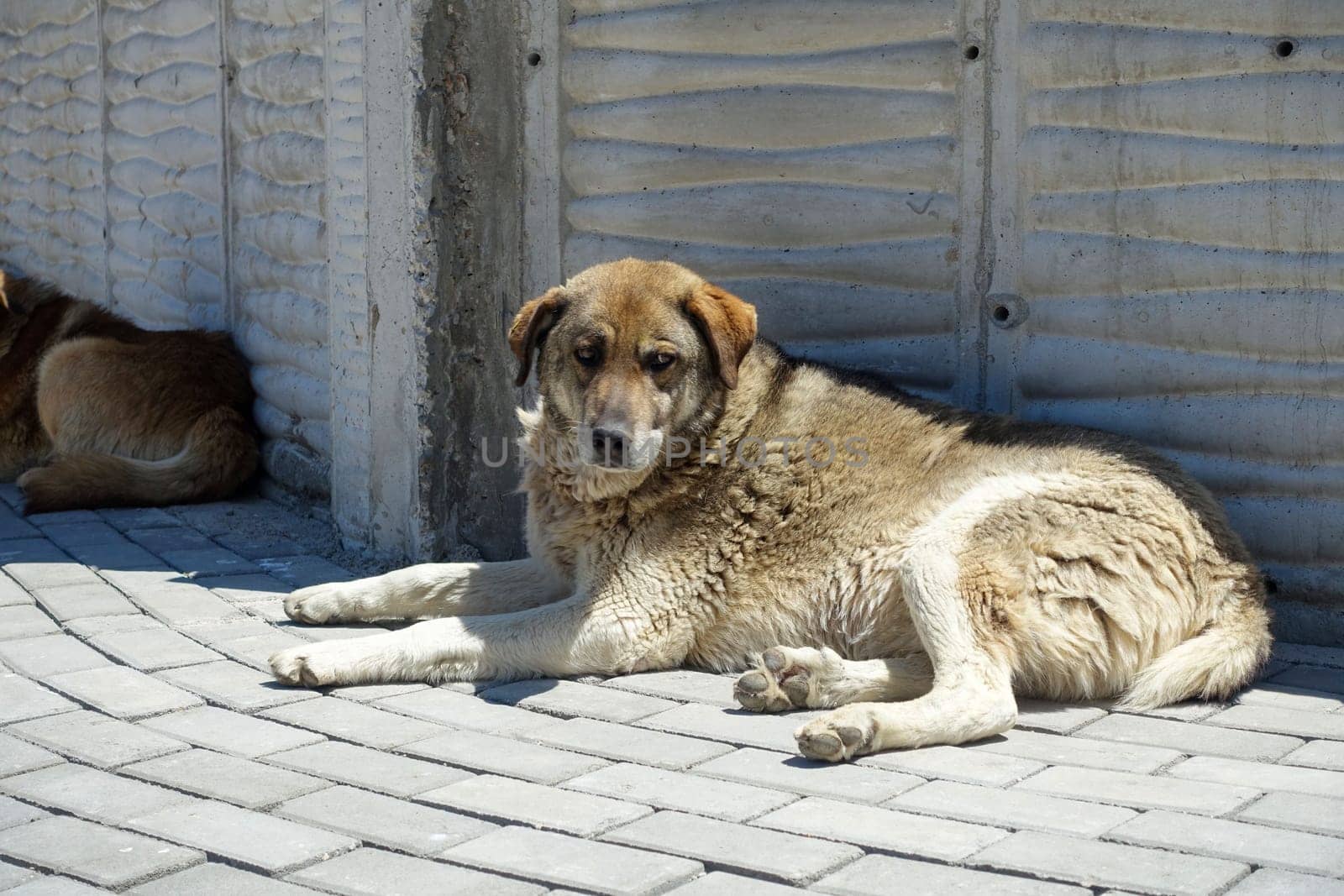 stray dogs lying on street pavements, tired dog breathing fast,