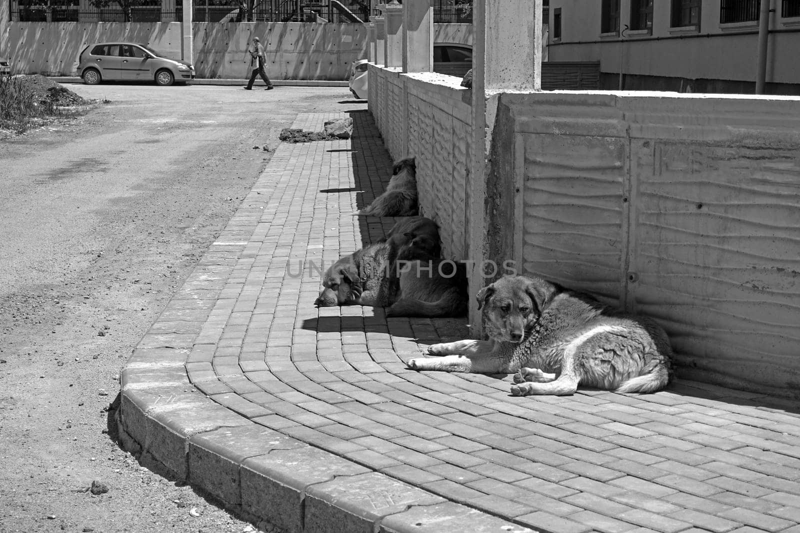 many stray dogs lying on the pavement, stray orphan dogs,