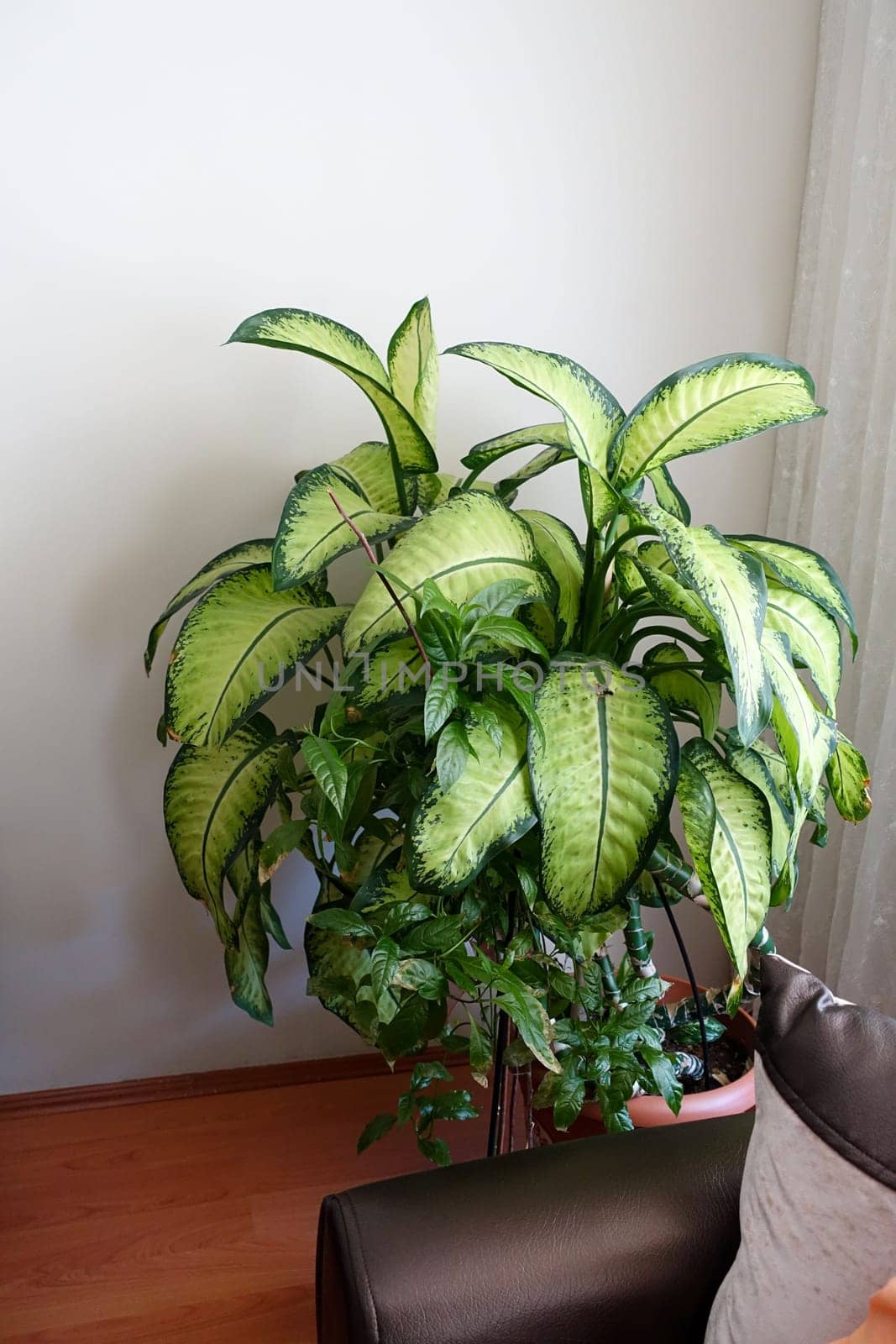 dumb cane flower, difenbahya, home difenbahya flower, large-leaved ornamental plants,