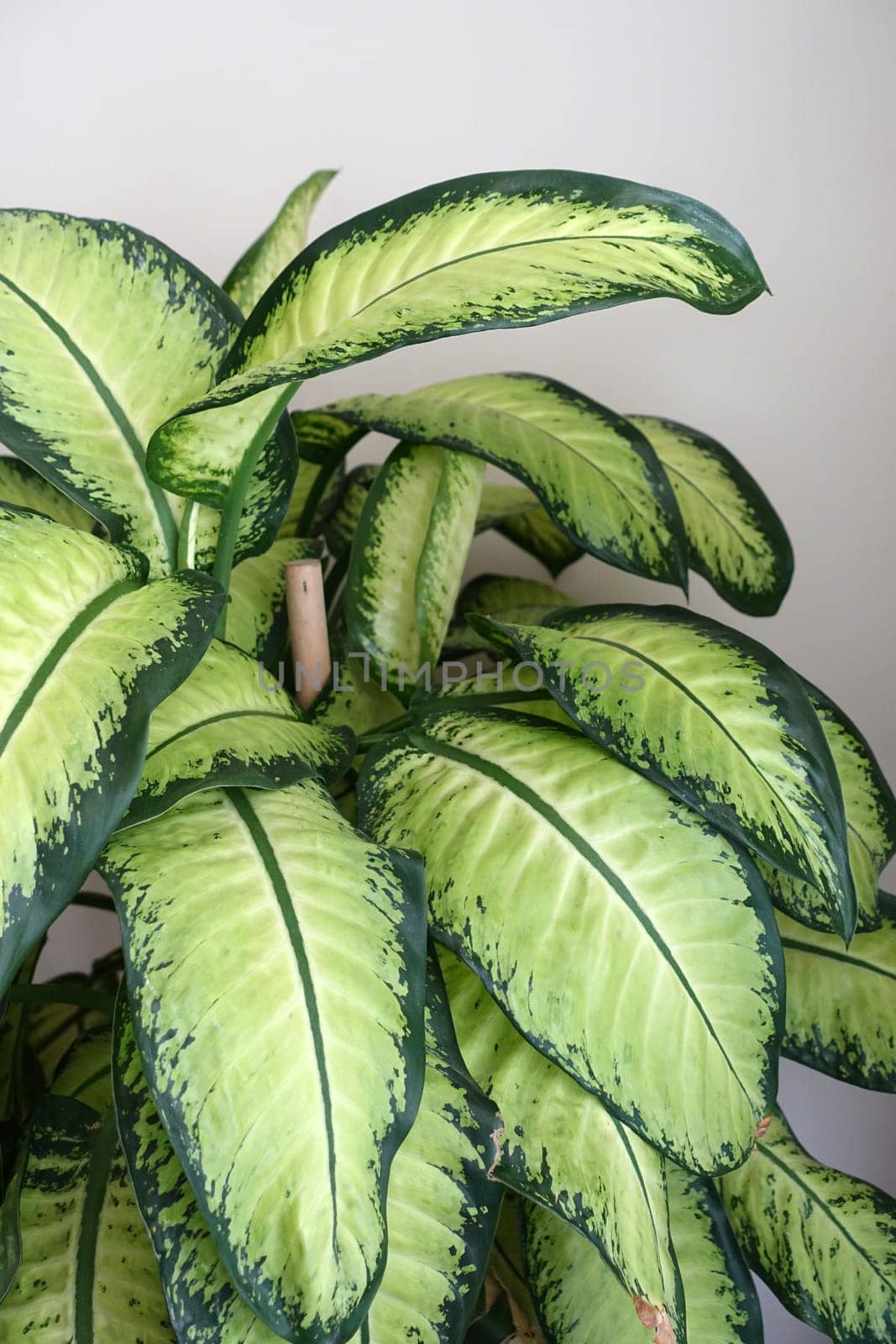 dumb cane flower, difenbahya, home difenbahya flower, large-leaved ornamental plants,