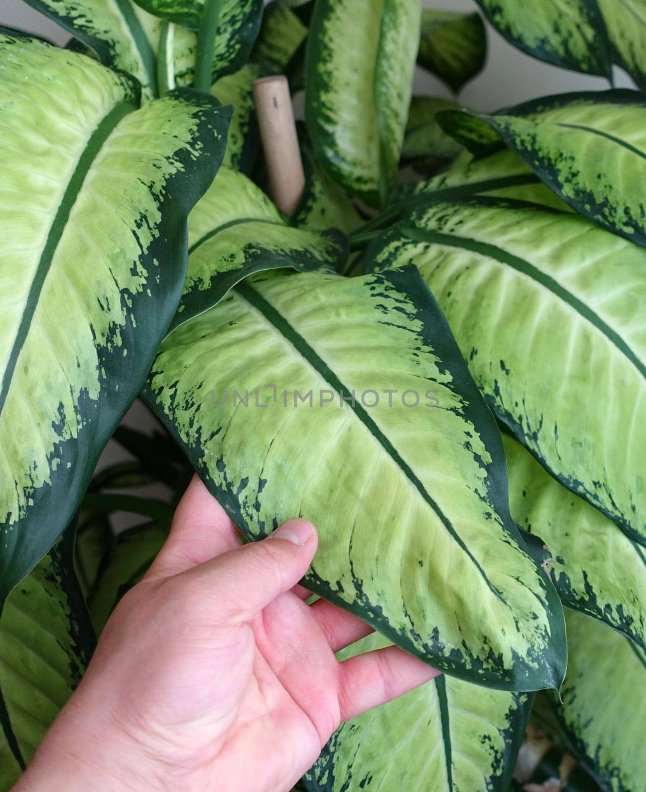 dumb cane flower, difenbahya, home difenbahya flower, large-leaved ornamental plants,