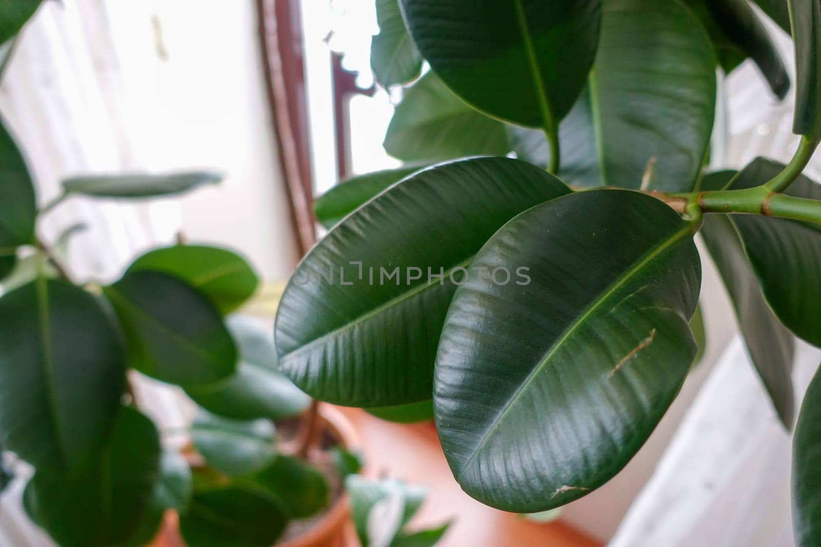 Ficus Elastica (Green Color Leaf) Rubber Flower leaves, large and thick-leaved rubber flower leaves, by nhatipoglu