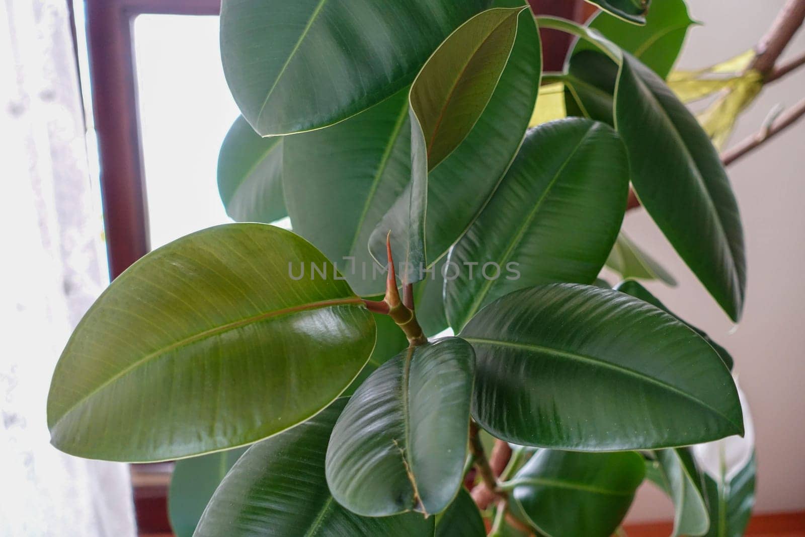 Ficus Elastica (Green Color Leaf) Rubber Flower leaves, large and thick-leaved rubber flower leaves, by nhatipoglu