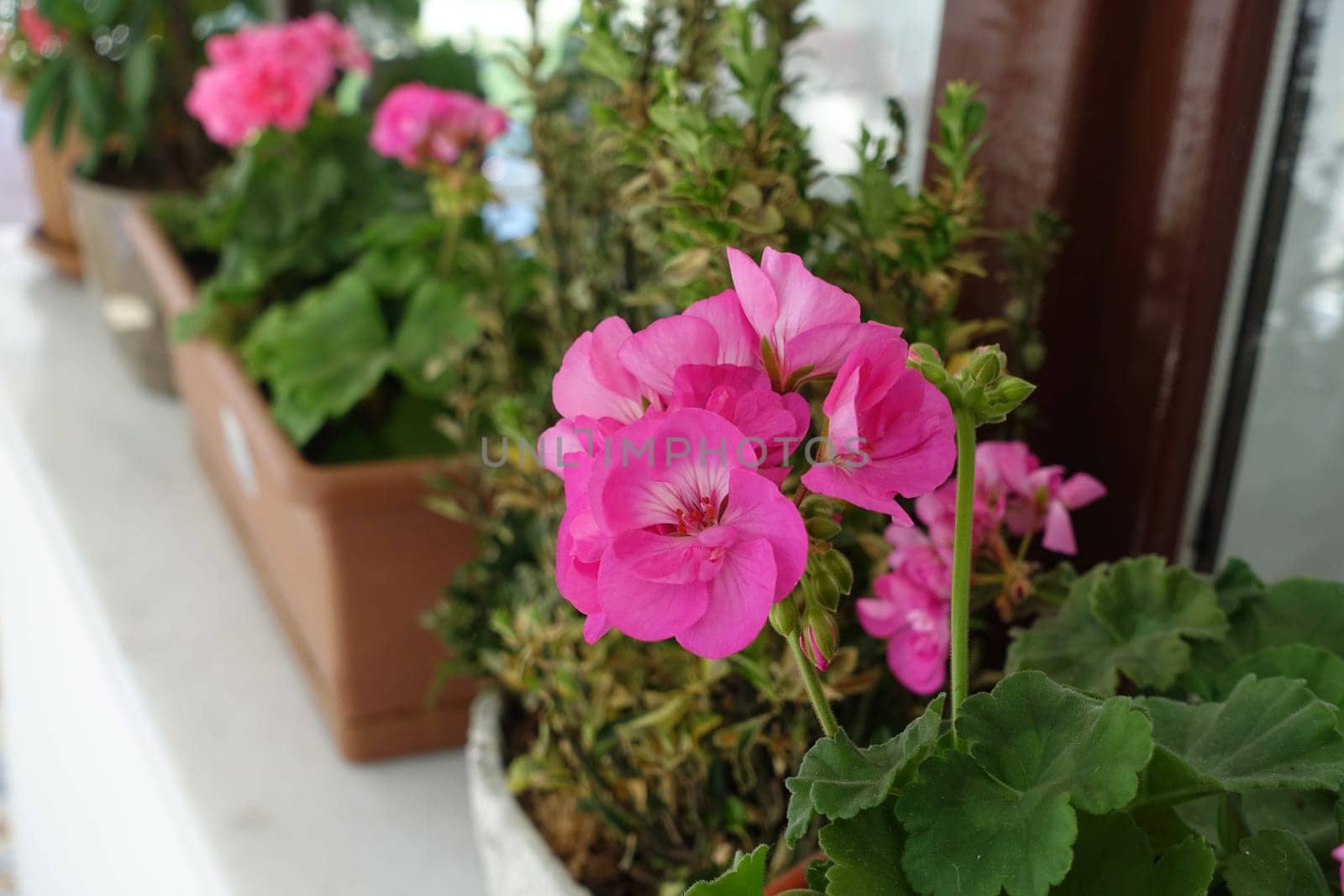 geranium flower in flower pot, pink and red blooming geranium plant,