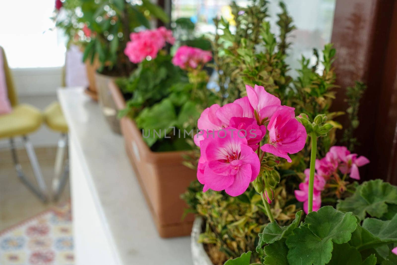 geranium flower in flower pot, pink and red blooming geranium plant, by nhatipoglu