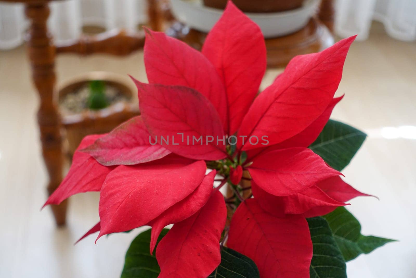 Ataturk (christmas star) flower,poinsettia,close-up,ornamental flowers,close-up, by nhatipoglu