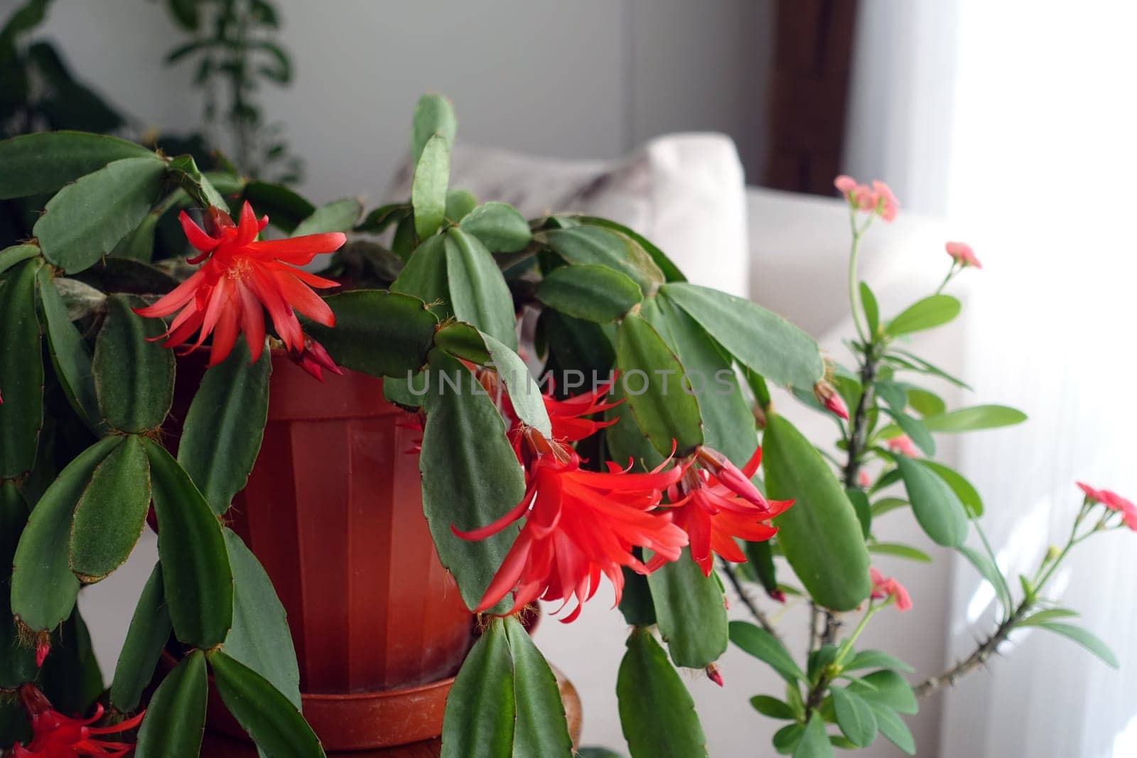 christmas flower,red-flowered Schlumbergera Fuchsia, by nhatipoglu