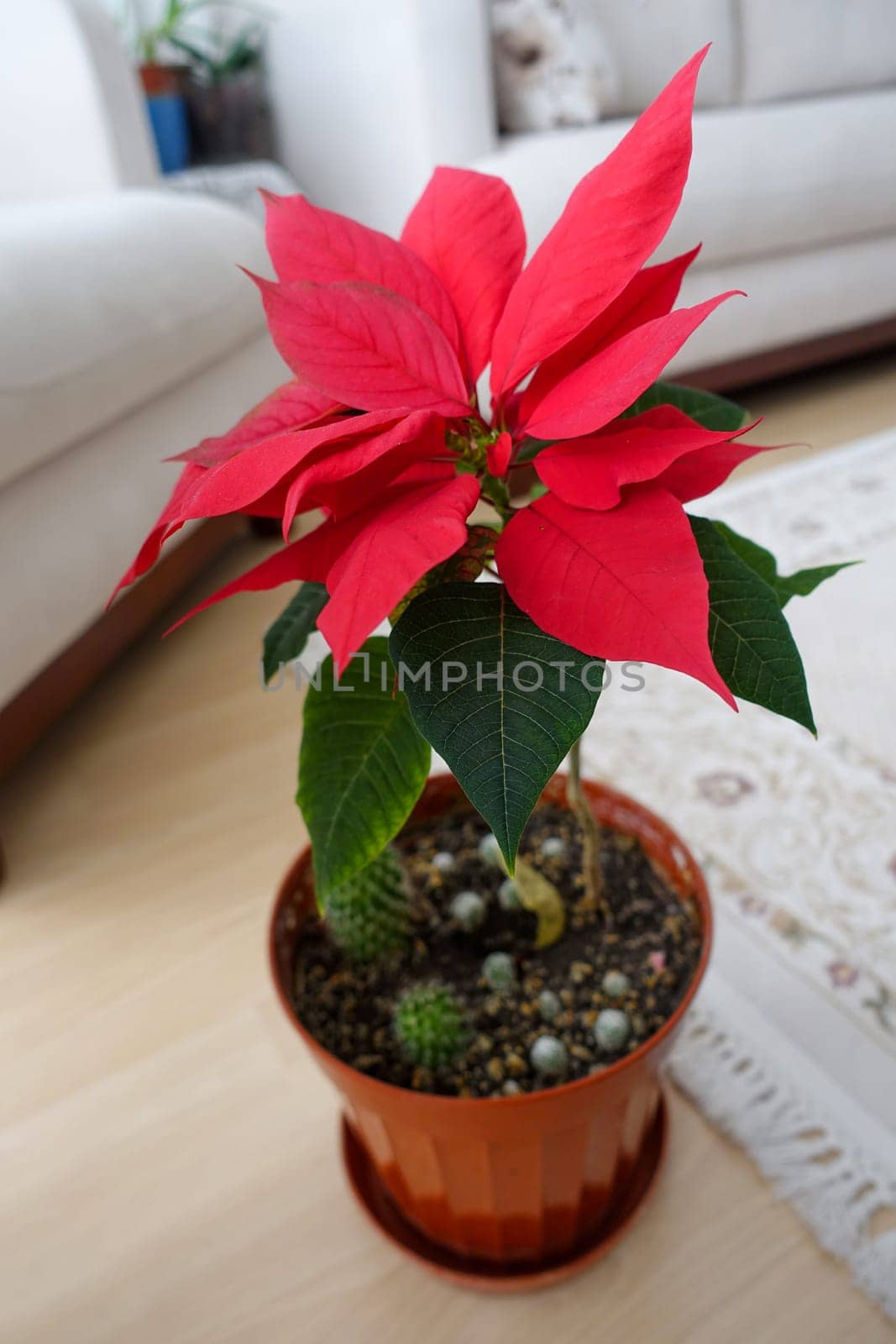 Ataturk (christmas star) flower,poinsettia,close-up,ornamental flowers,