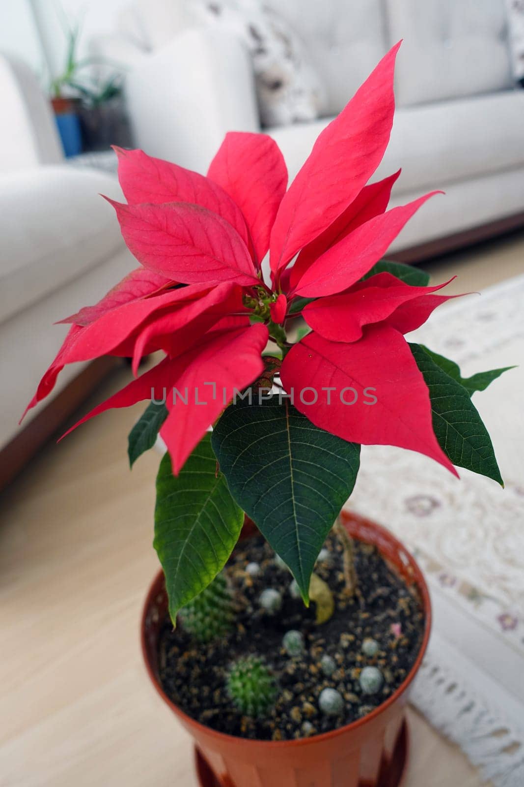 Ataturk (christmas star) flower,poinsettia,close-up,ornamental flowers,