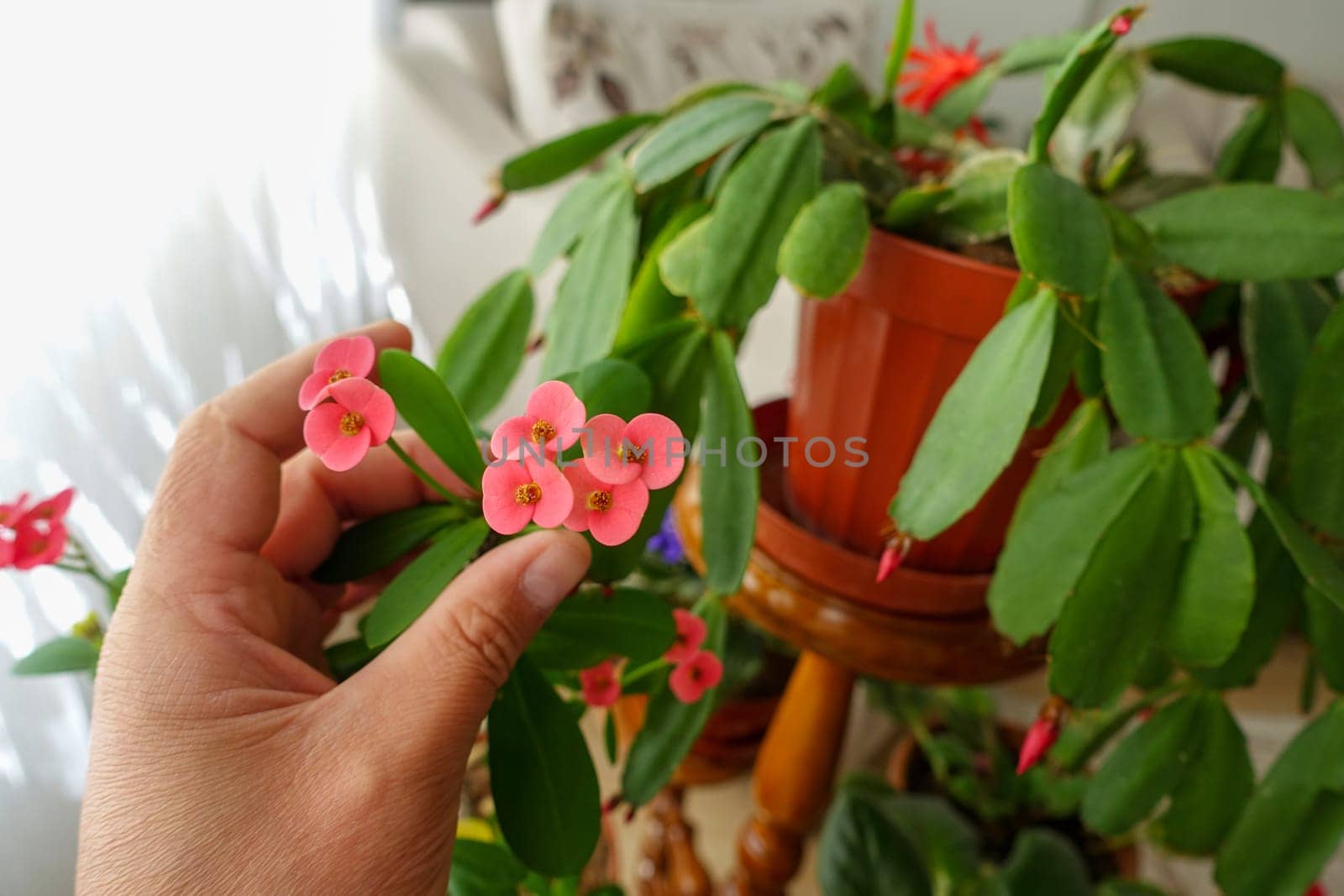 crown of thorns in flower pot,close-up crown of thorns,pink flower crown of thorns, by nhatipoglu