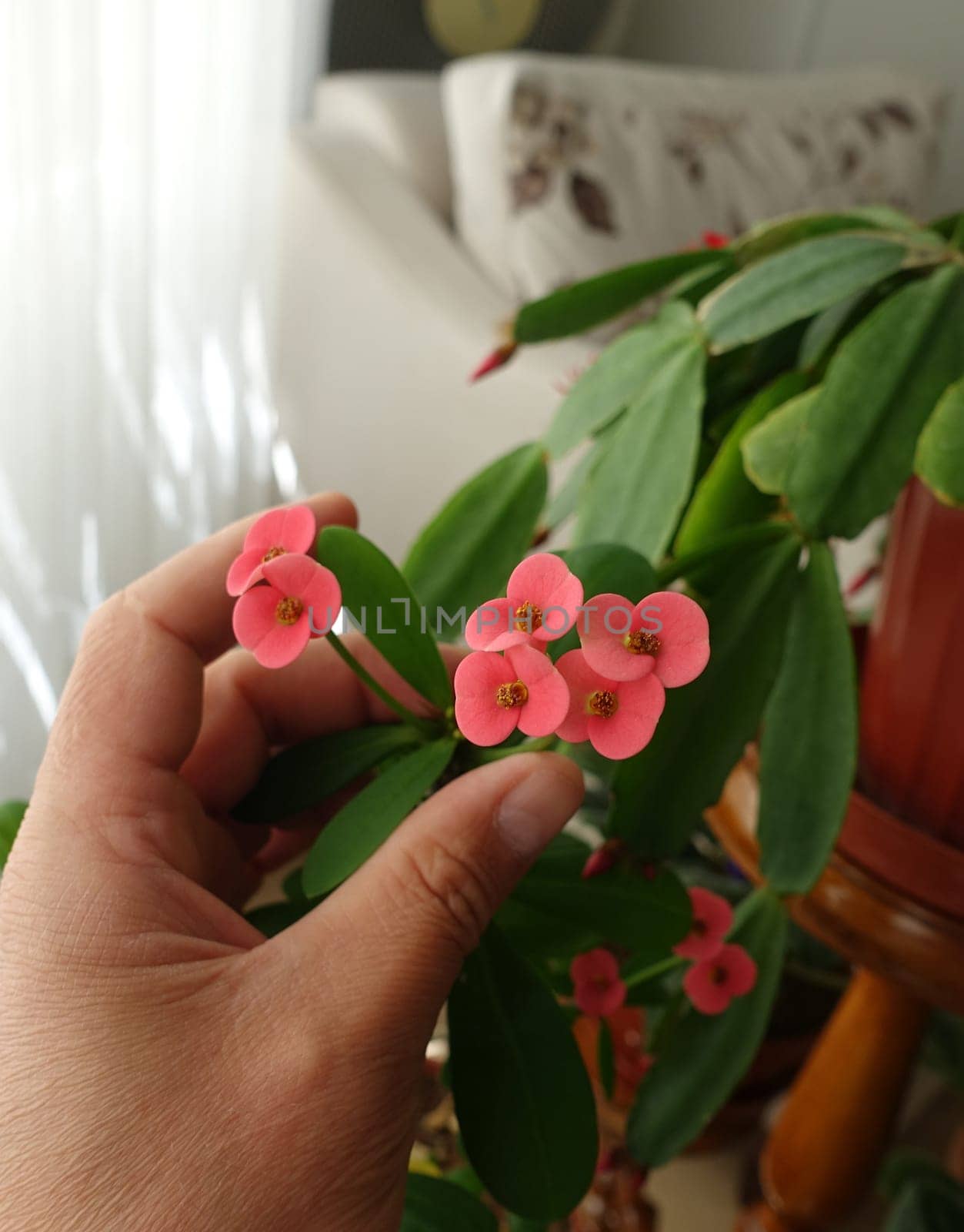 crown of thorns in flower pot,close-up crown of thorns,pink flower crown of thorns,