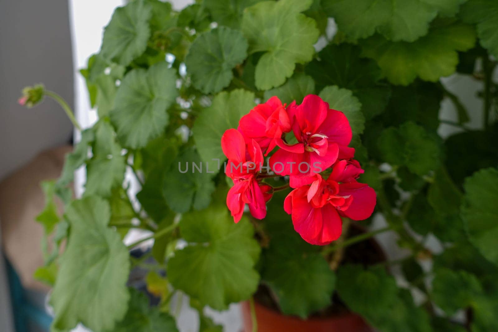 Geranium flower, in the window of a house, interest in flowers, women growing flowers at home, by nhatipoglu