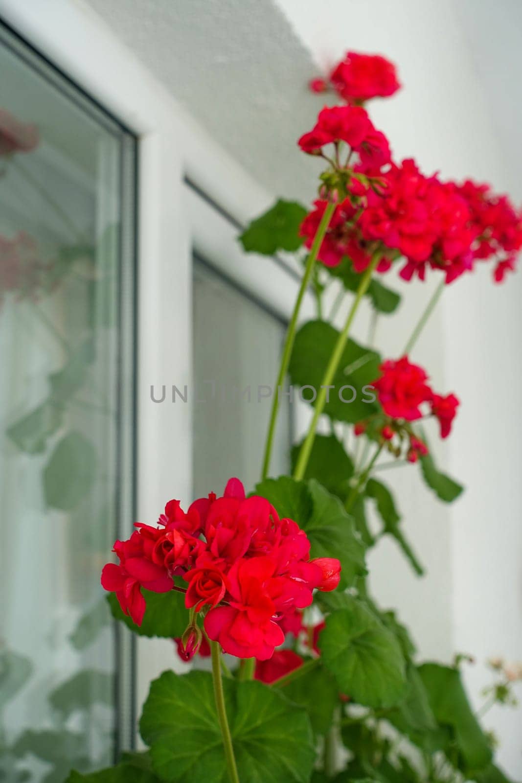 geranium flower in flower pot, pink and red blooming geranium plant, by nhatipoglu