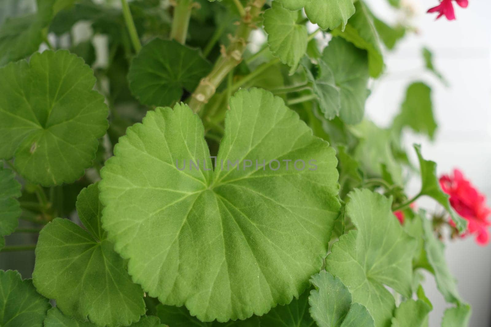 geranium flower in flower pot, pink and red blooming geranium plant,