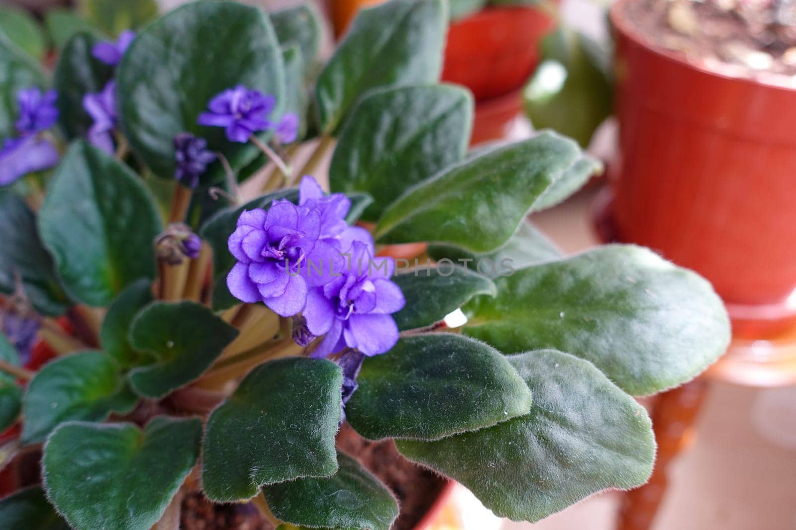 purple violet flower in a pot in the living room of a house,