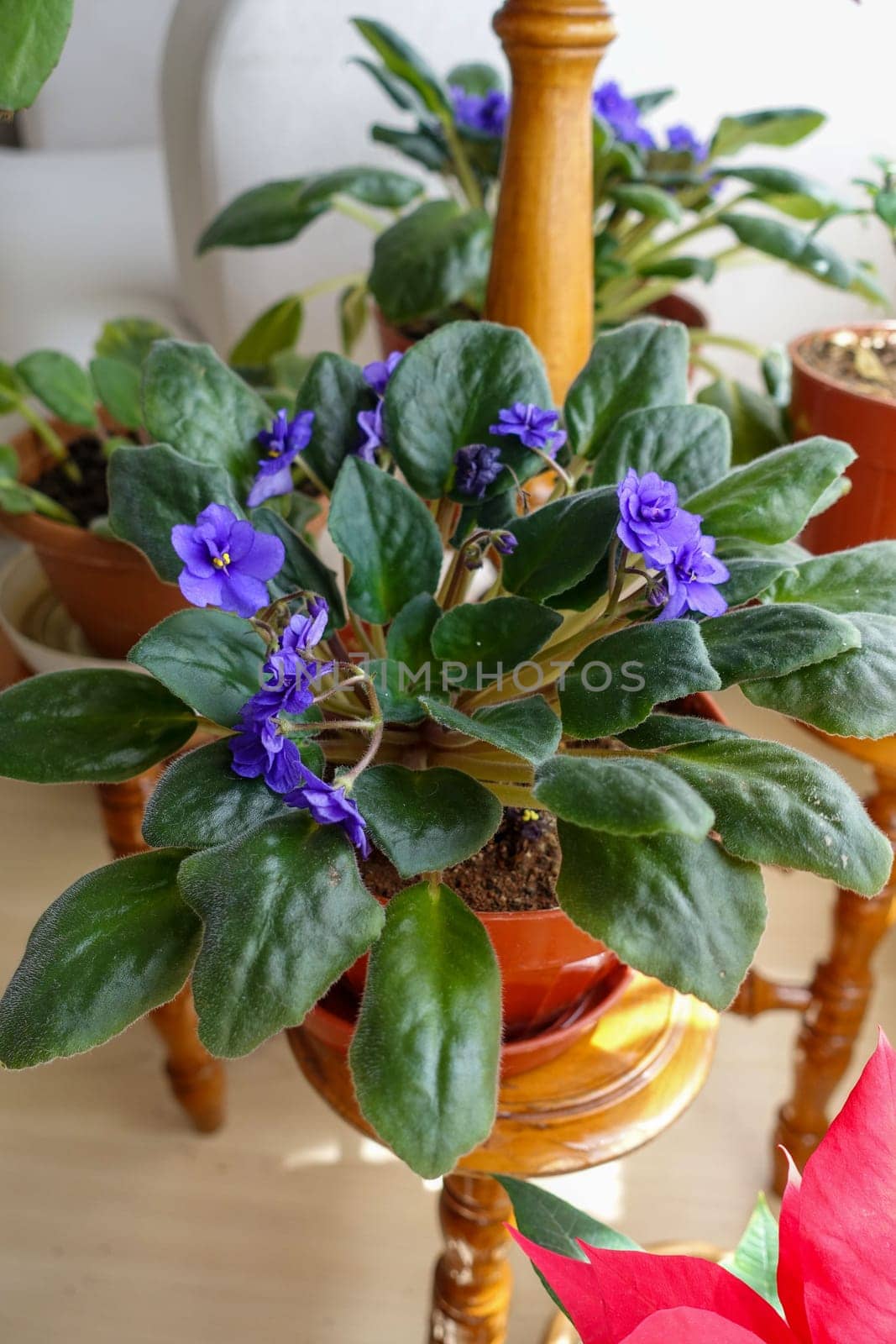 purple violet flower in a pot in the living room of a house, indoor ornamental plants, blue violet flower, by nhatipoglu