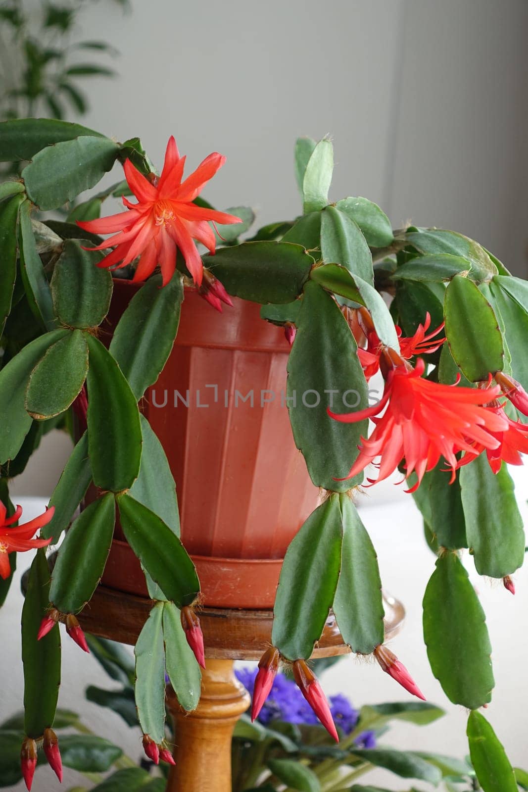 red-flowered Schlumbergera Fuchsia, by nhatipoglu