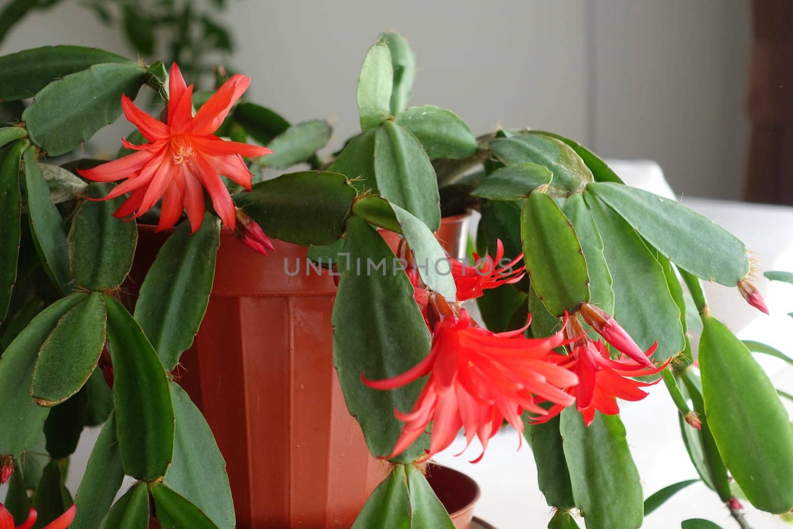 red-flowered Schlumbergera Fuchsia, by nhatipoglu